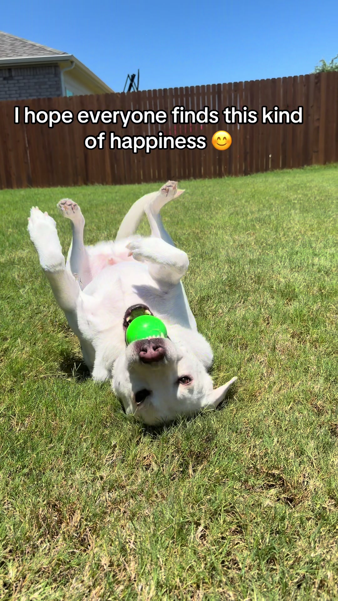 @Buddy_the_lab