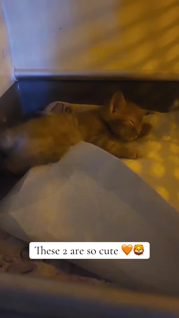 @Kitten.mama