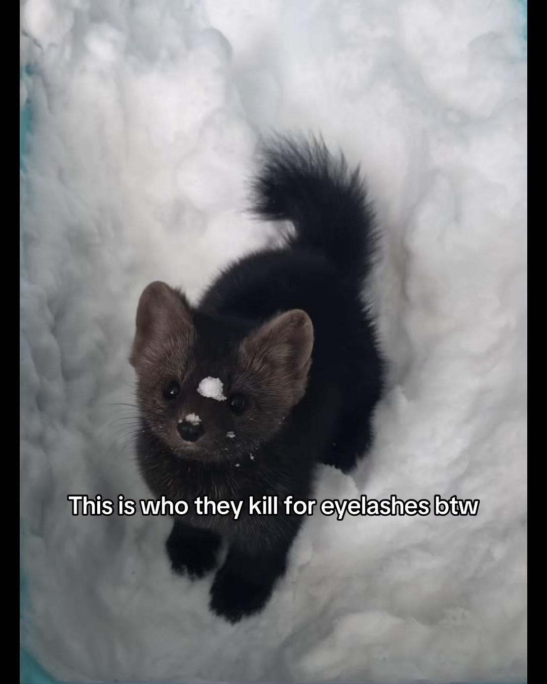 @the rescuers