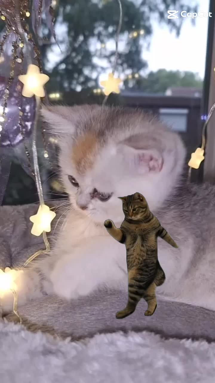 @BKH-KITTEN
