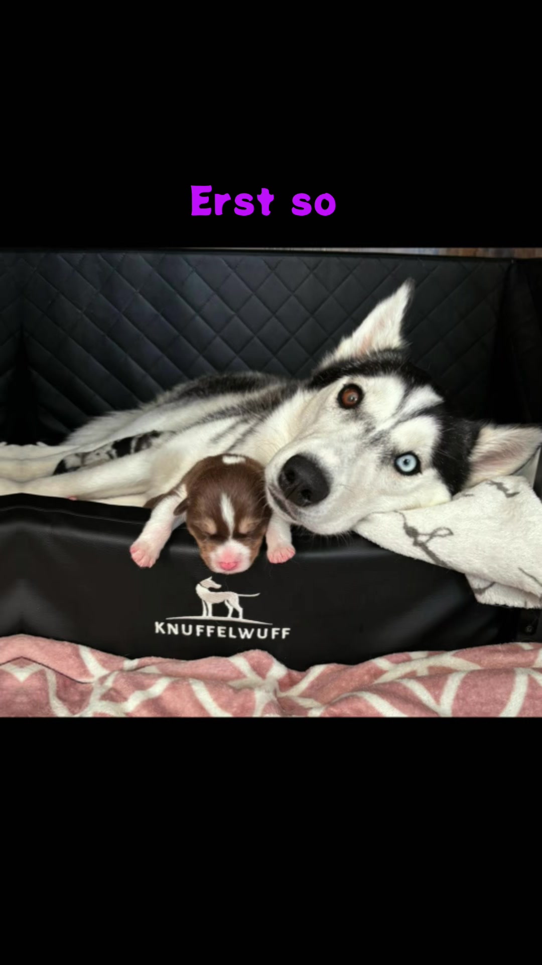 @Mylo_wird_zum_Assistenzhund