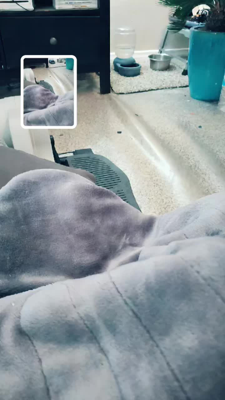 @RingDoorBellVideos