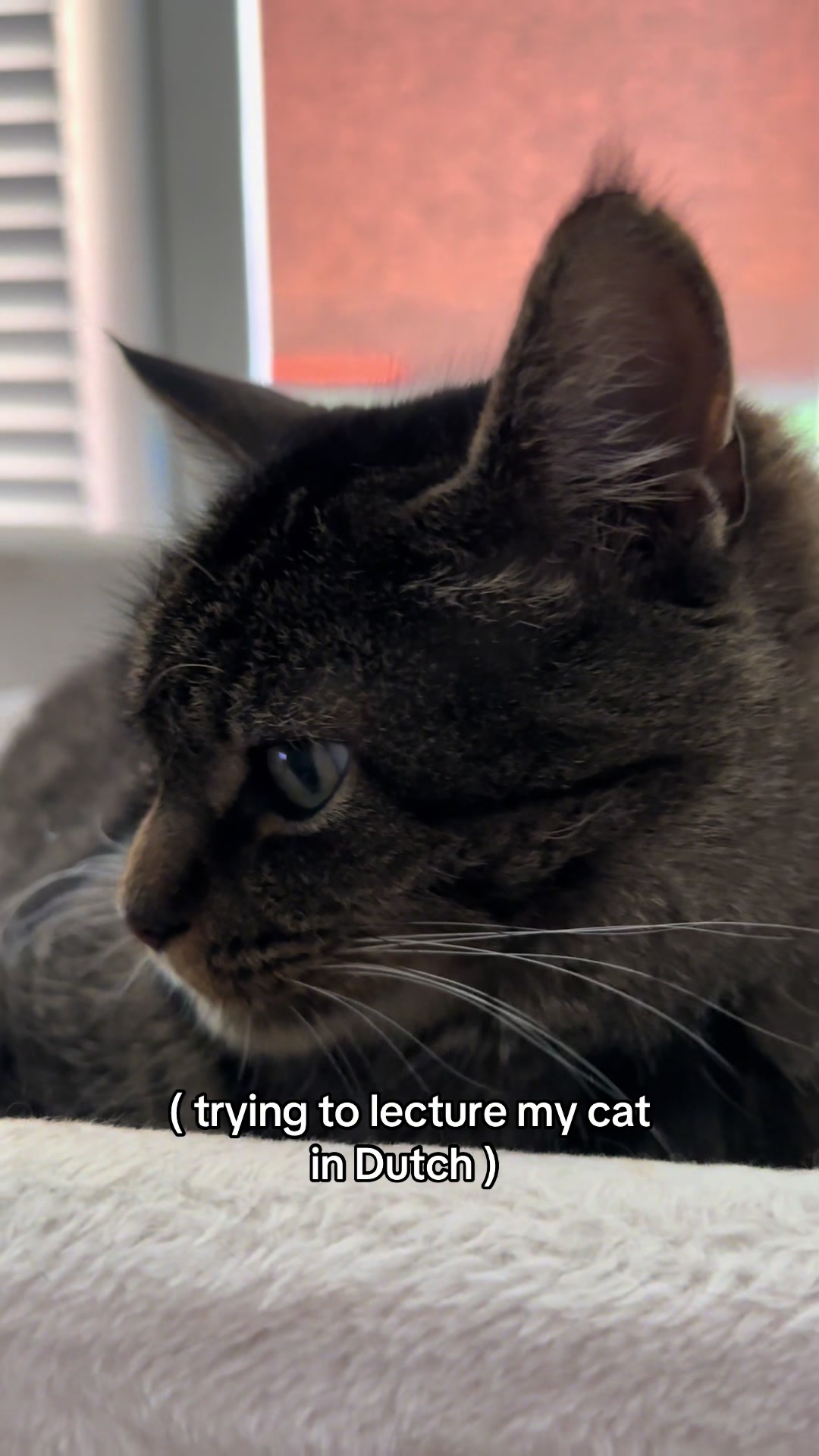 @Joep_the_ rescuecat