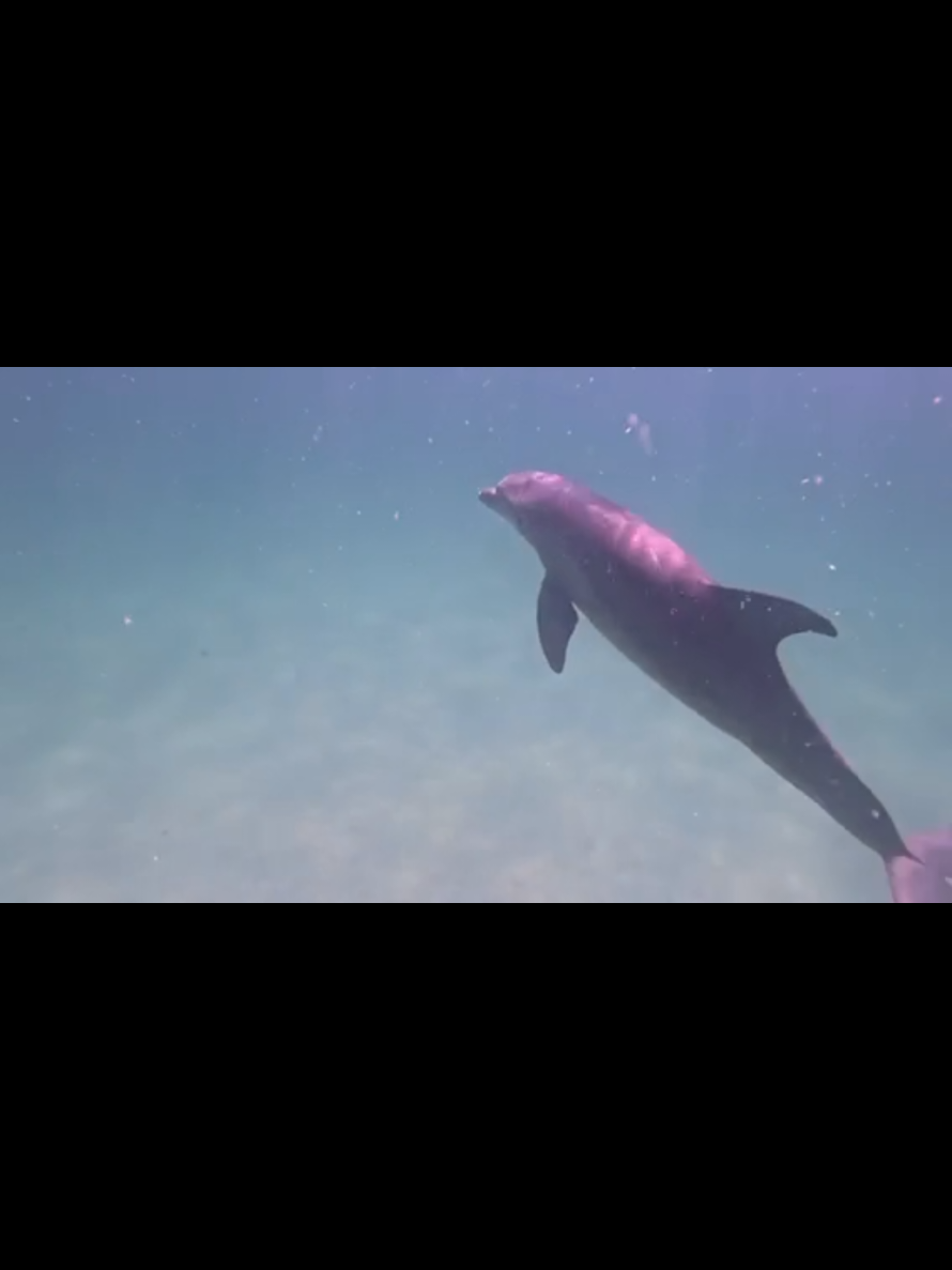 @Shell Island Dolphin Tours LLC