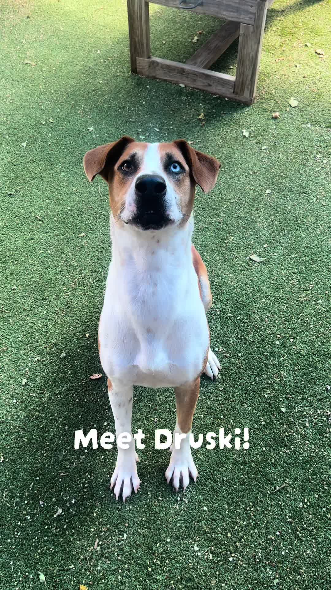 @San Antonio Humane Society