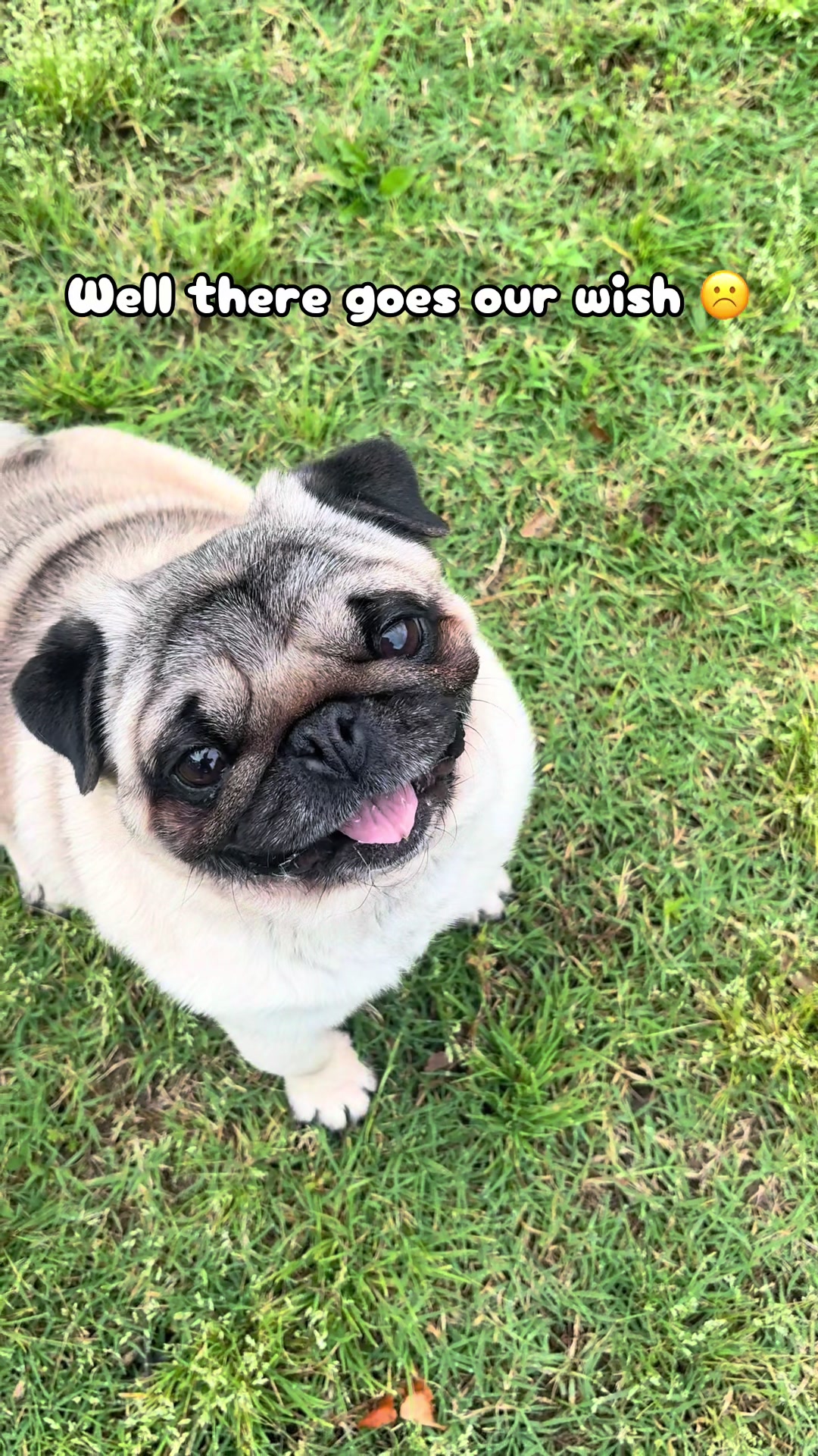 @Rocki the Pug 🐶