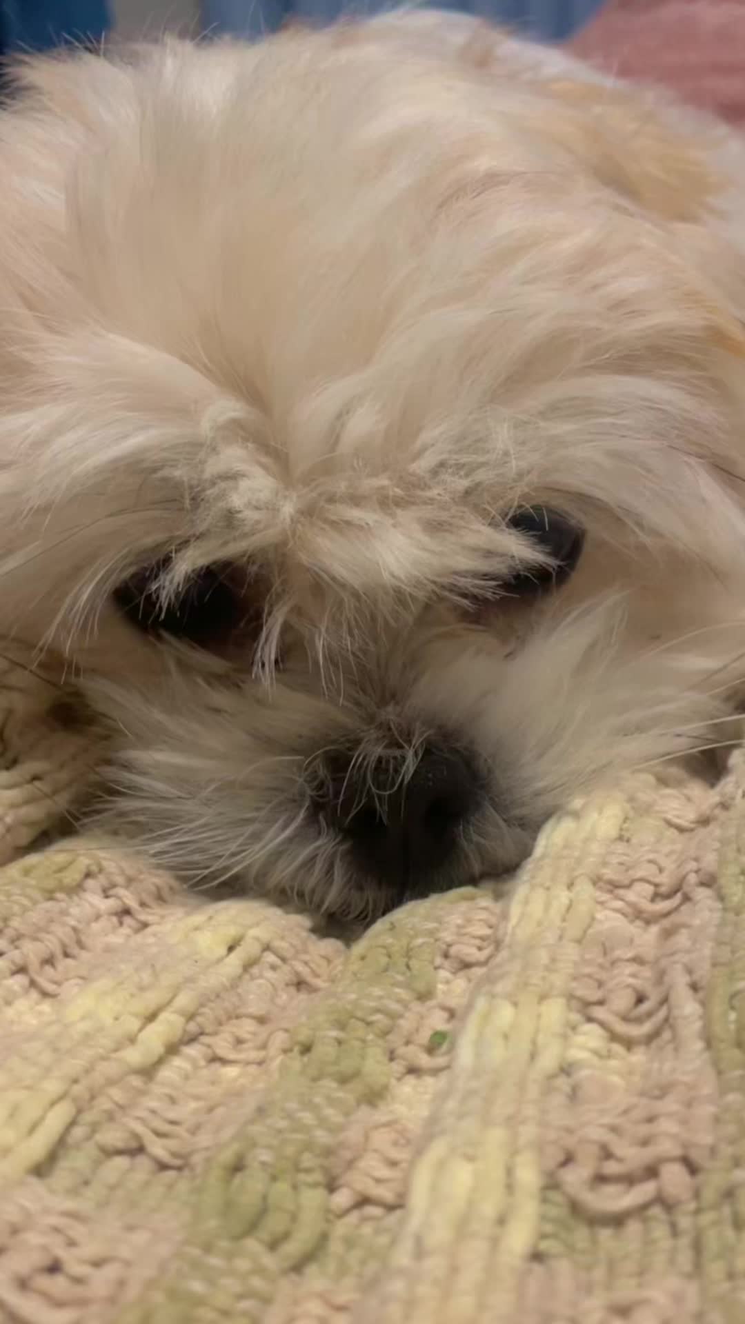 @heidi_the_malshi