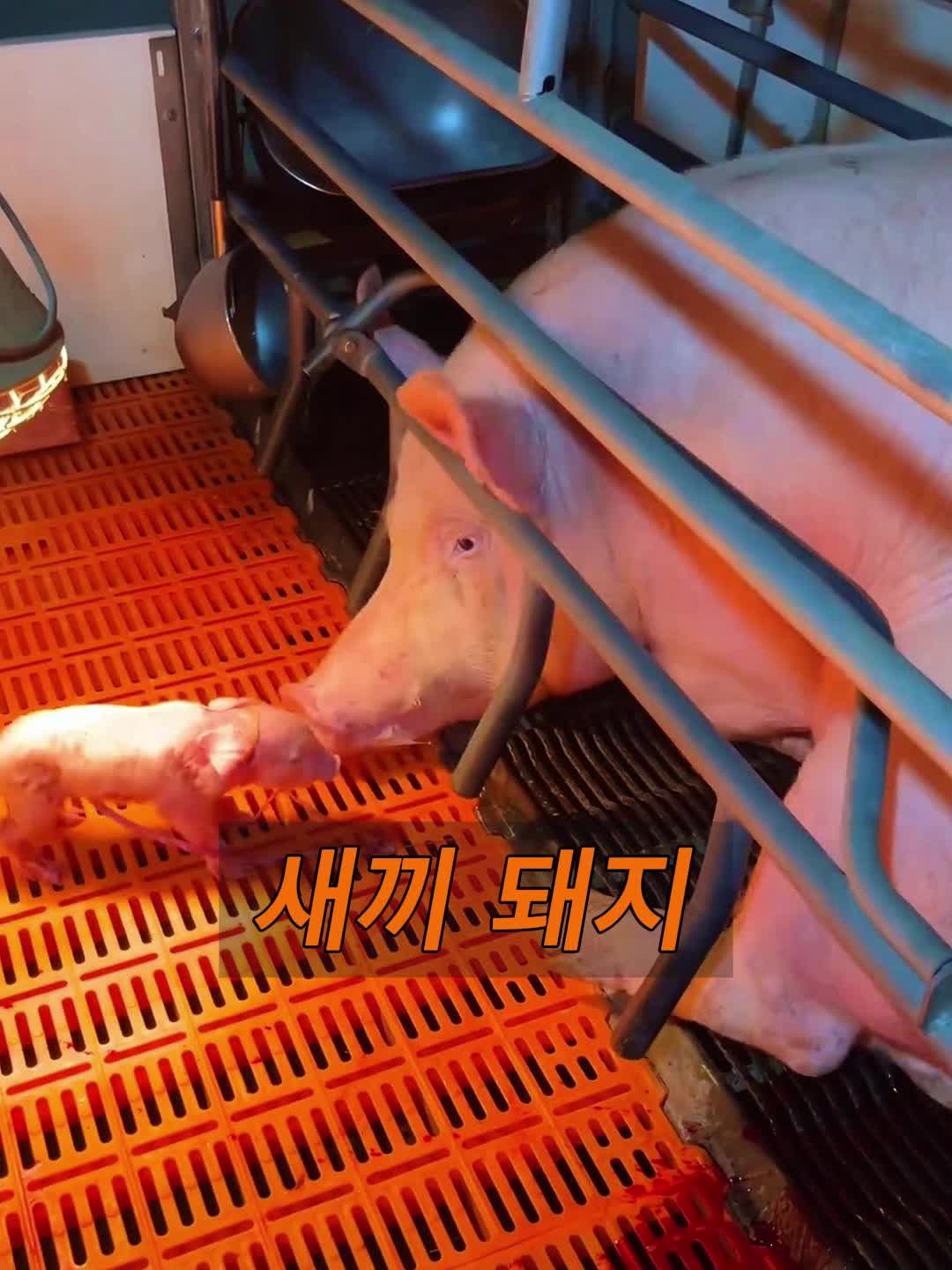 @삼촌Cut2025