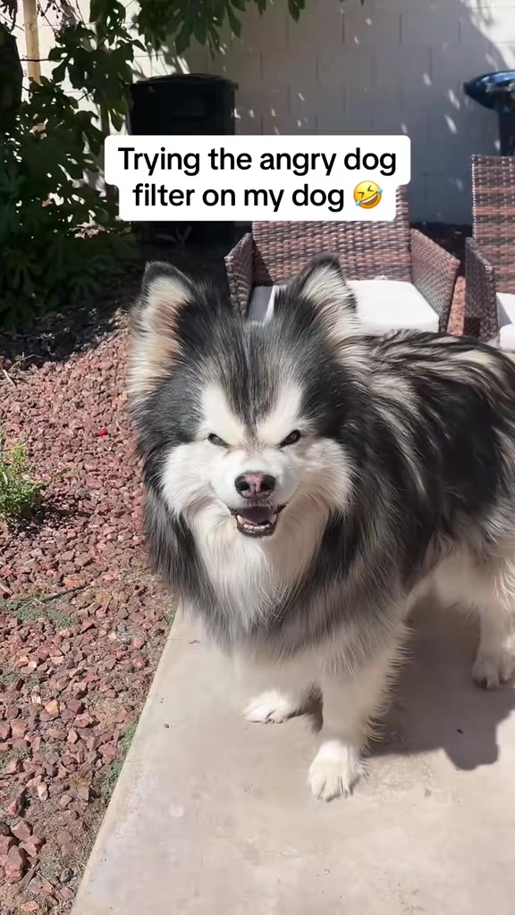 @Bandit The Husky