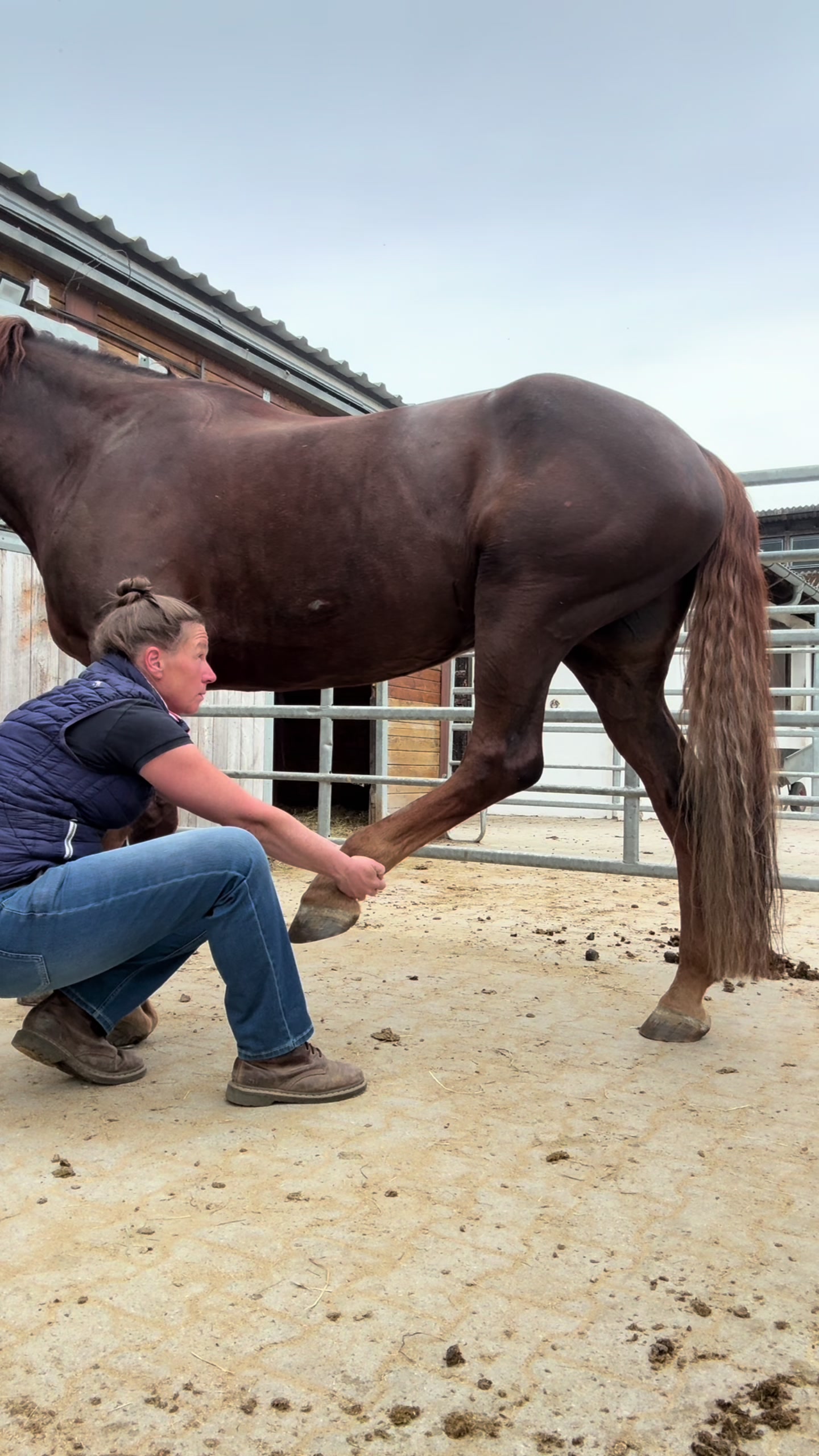 @equine_body_in_balance