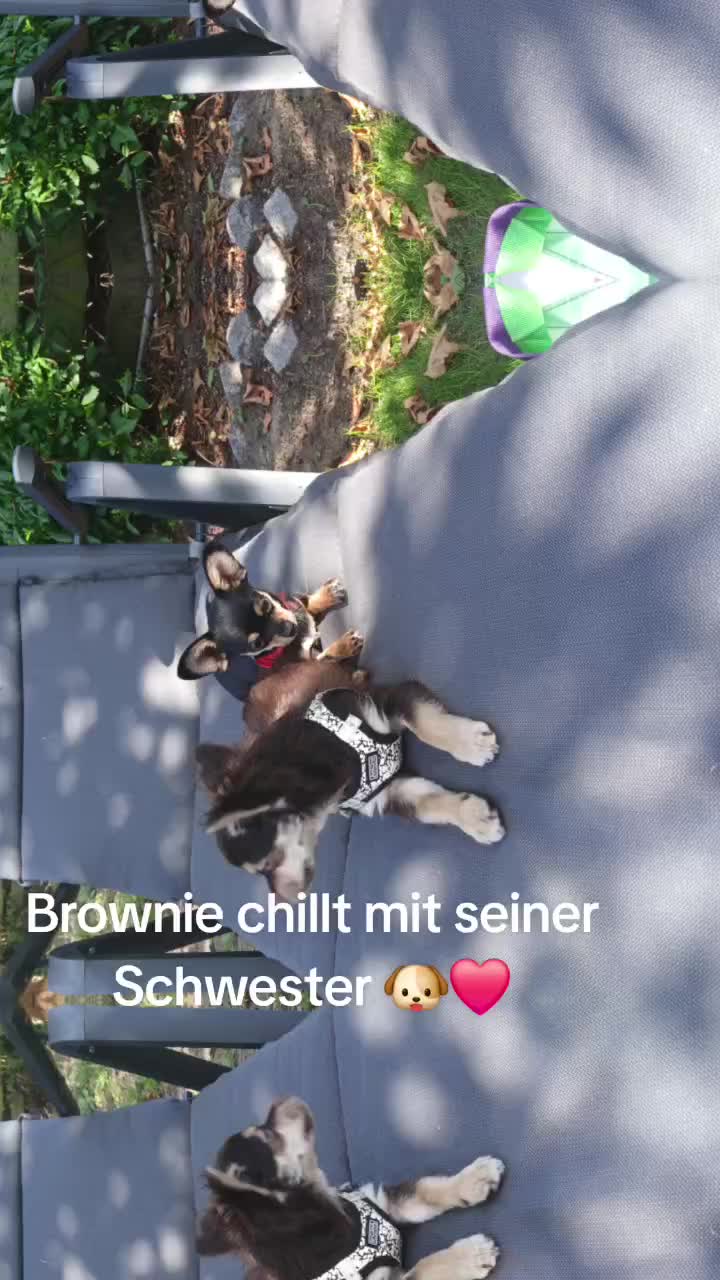 @Melody Gismo Peanut Brownie🐶❤