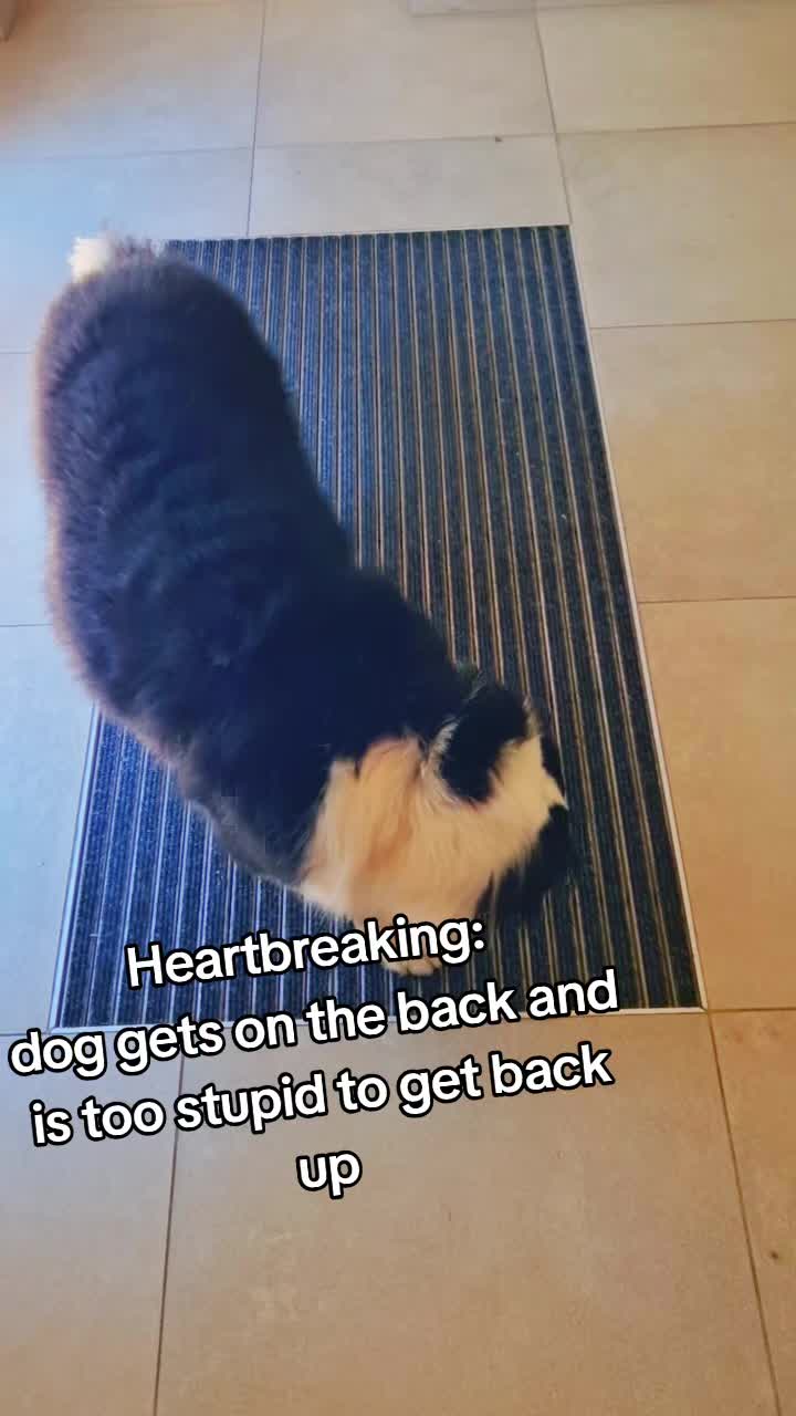 @Lofi the Aussie