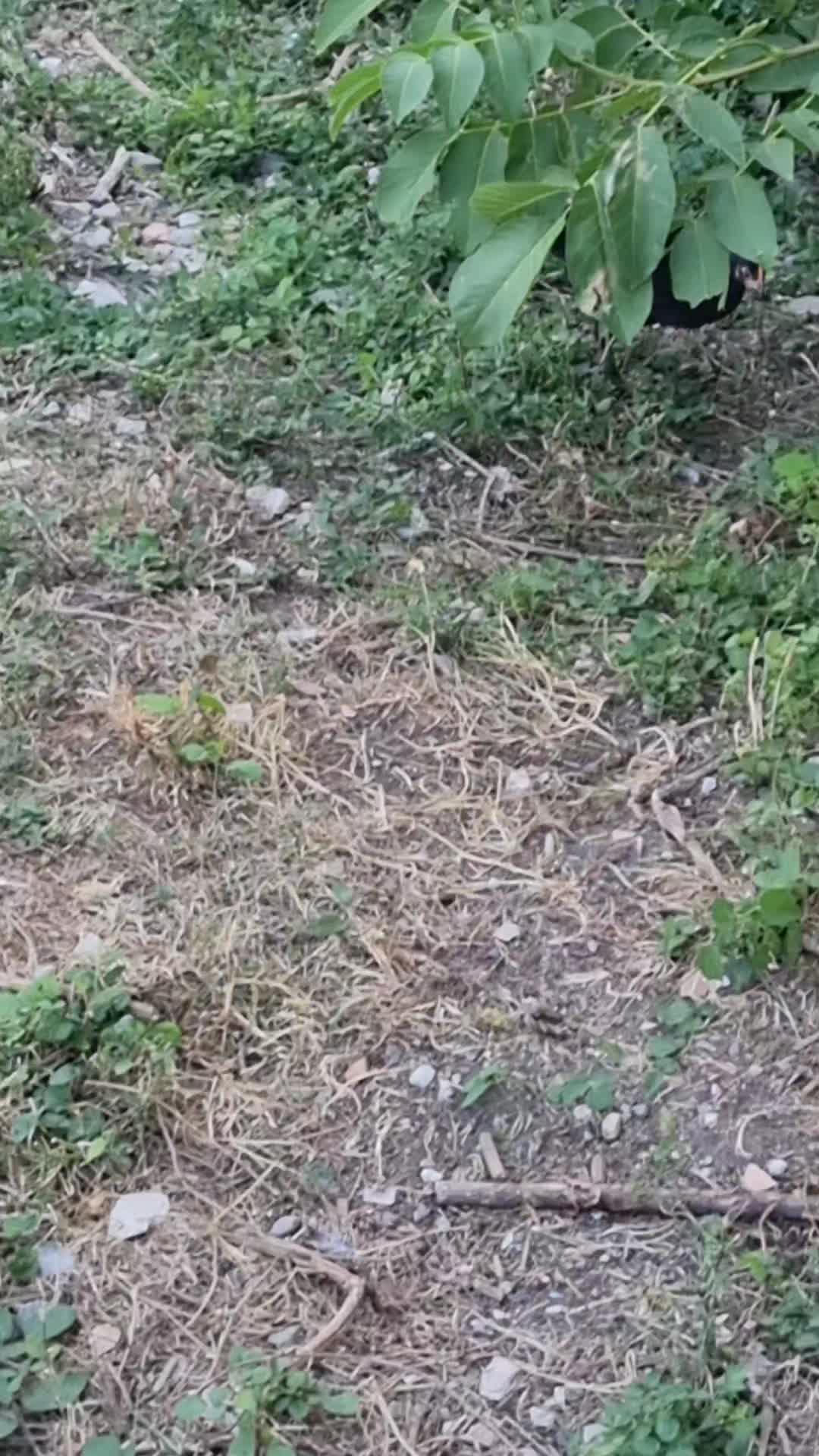 @Il leone e la gallina