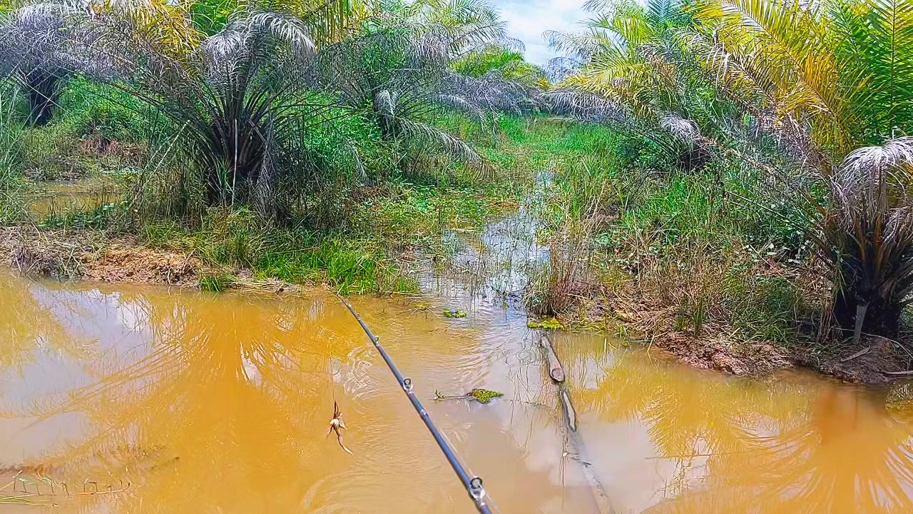 @TungFishing