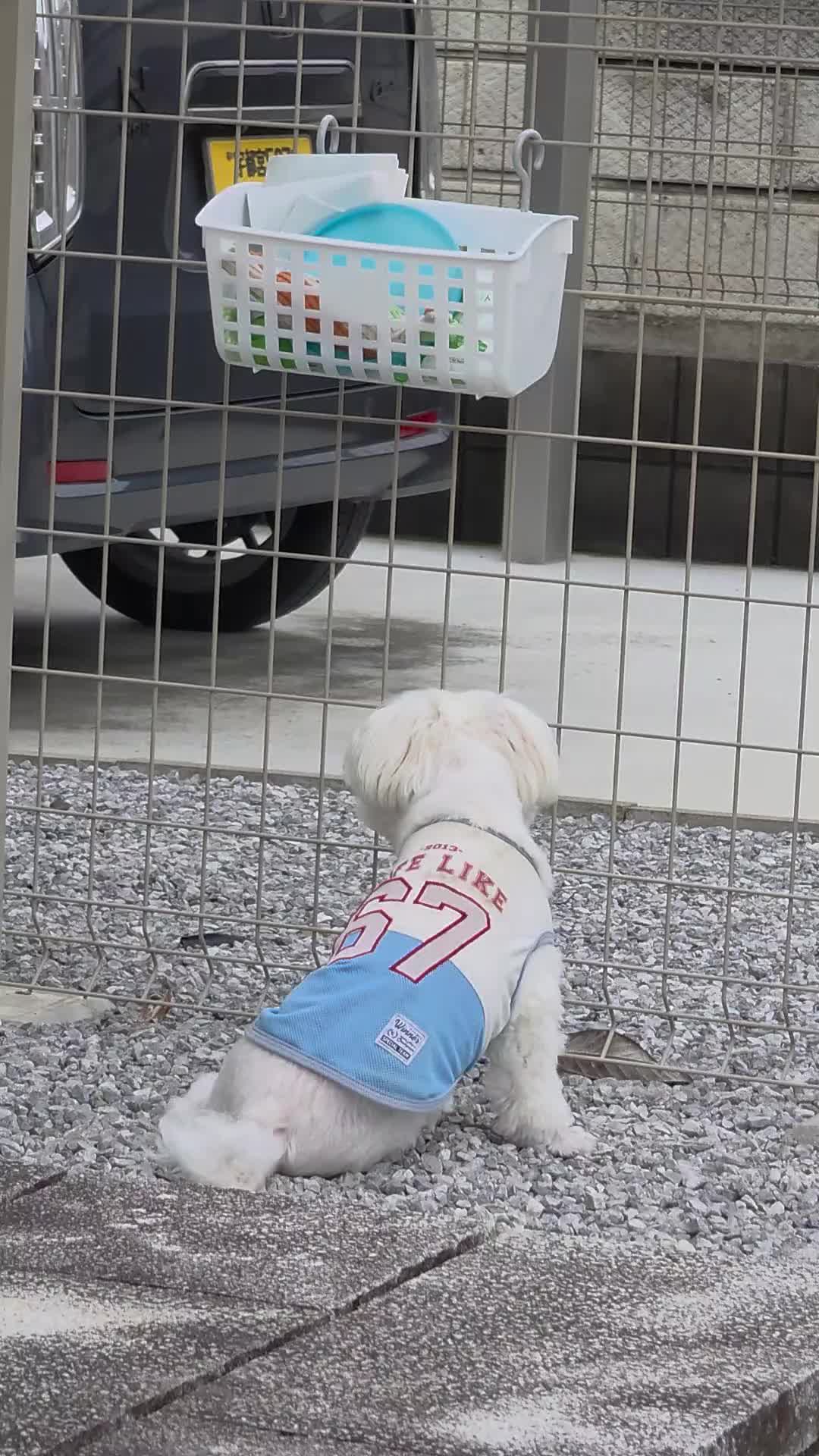 @🐾やまちょ🐾