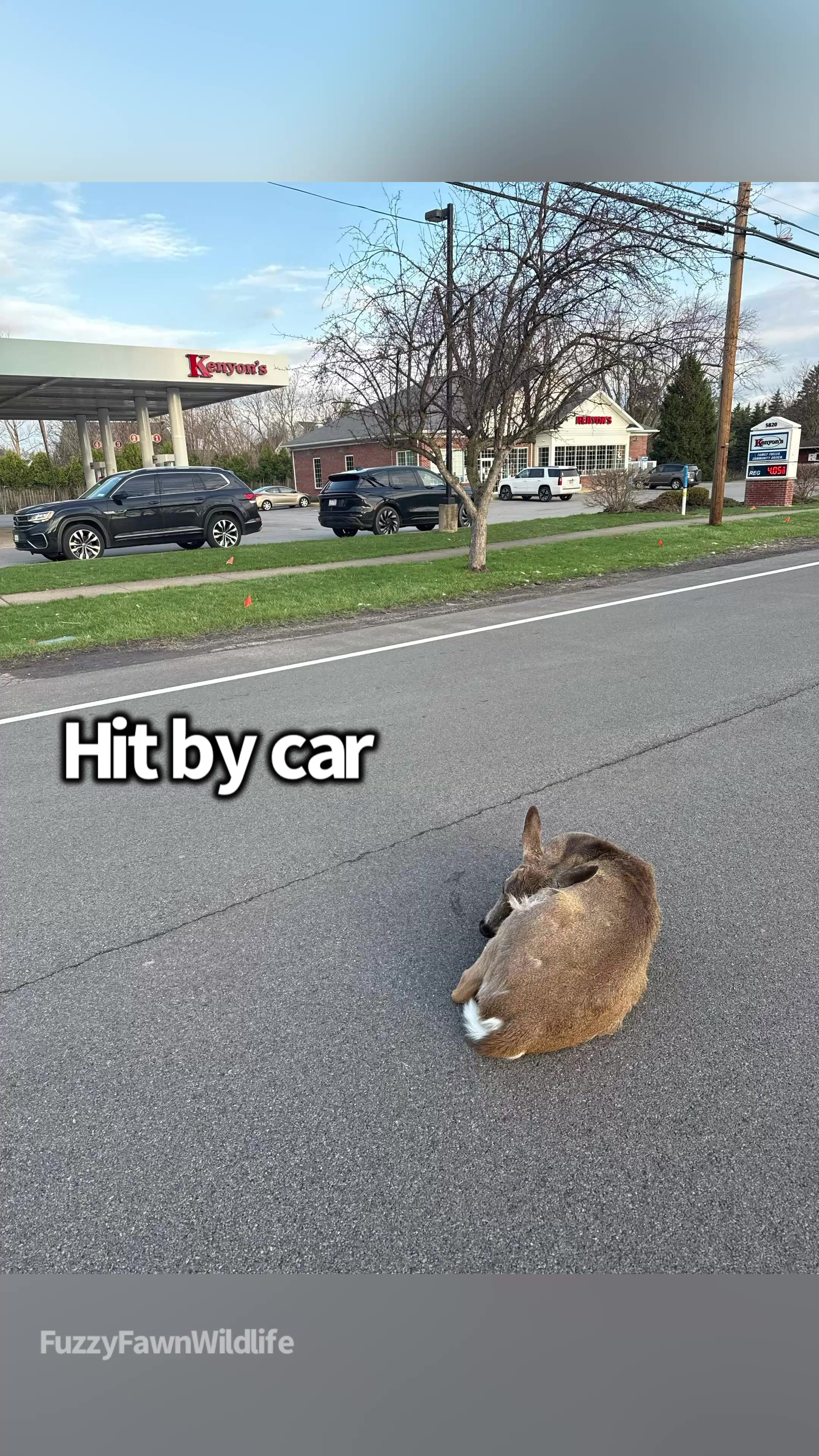 @Fuzzy Fawn Wildlife