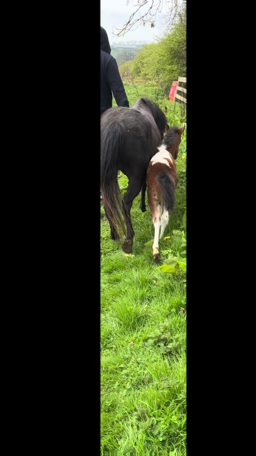 @SummerMoor Miniature horses