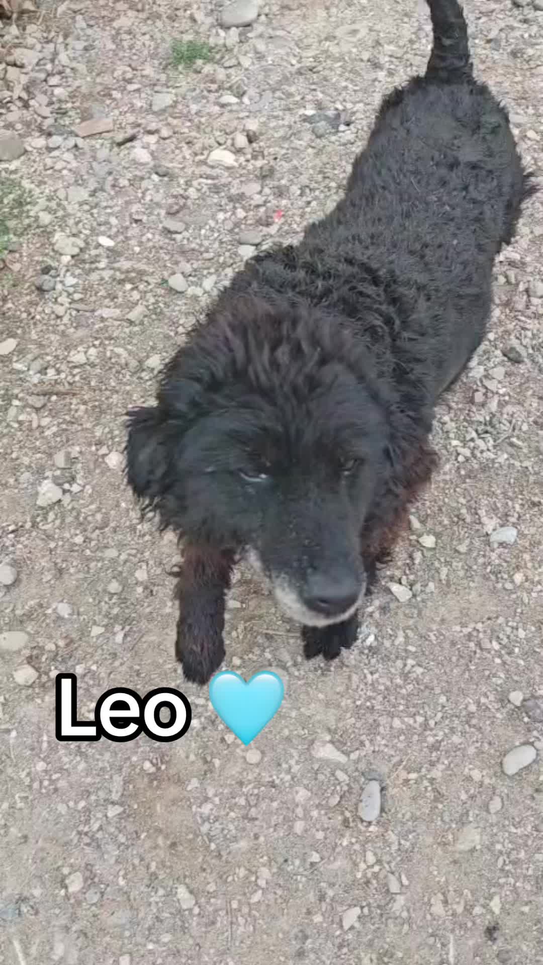 @Ankerhunde e.V.