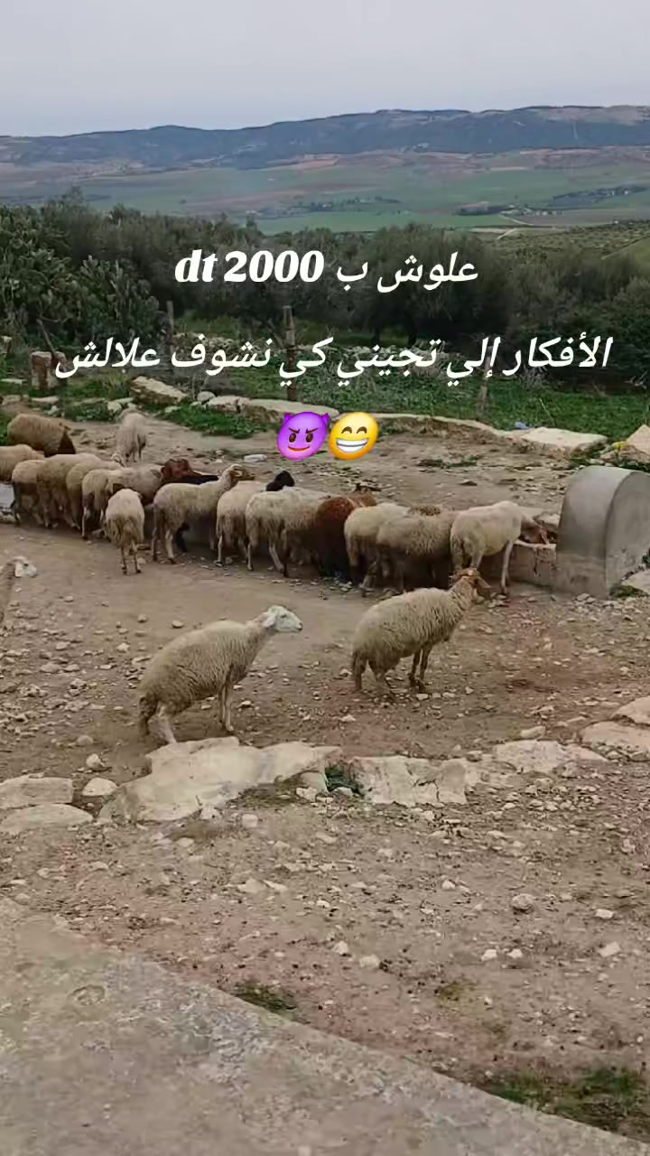 @🎀شيماء🎀