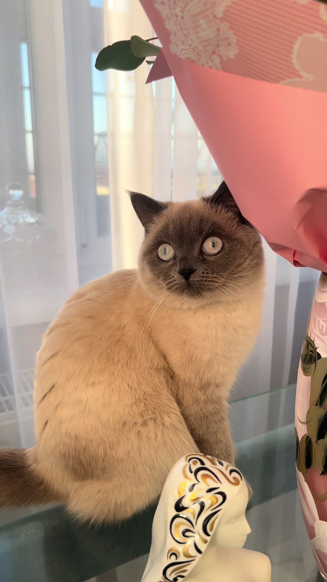 @Трускавецька киця 😻