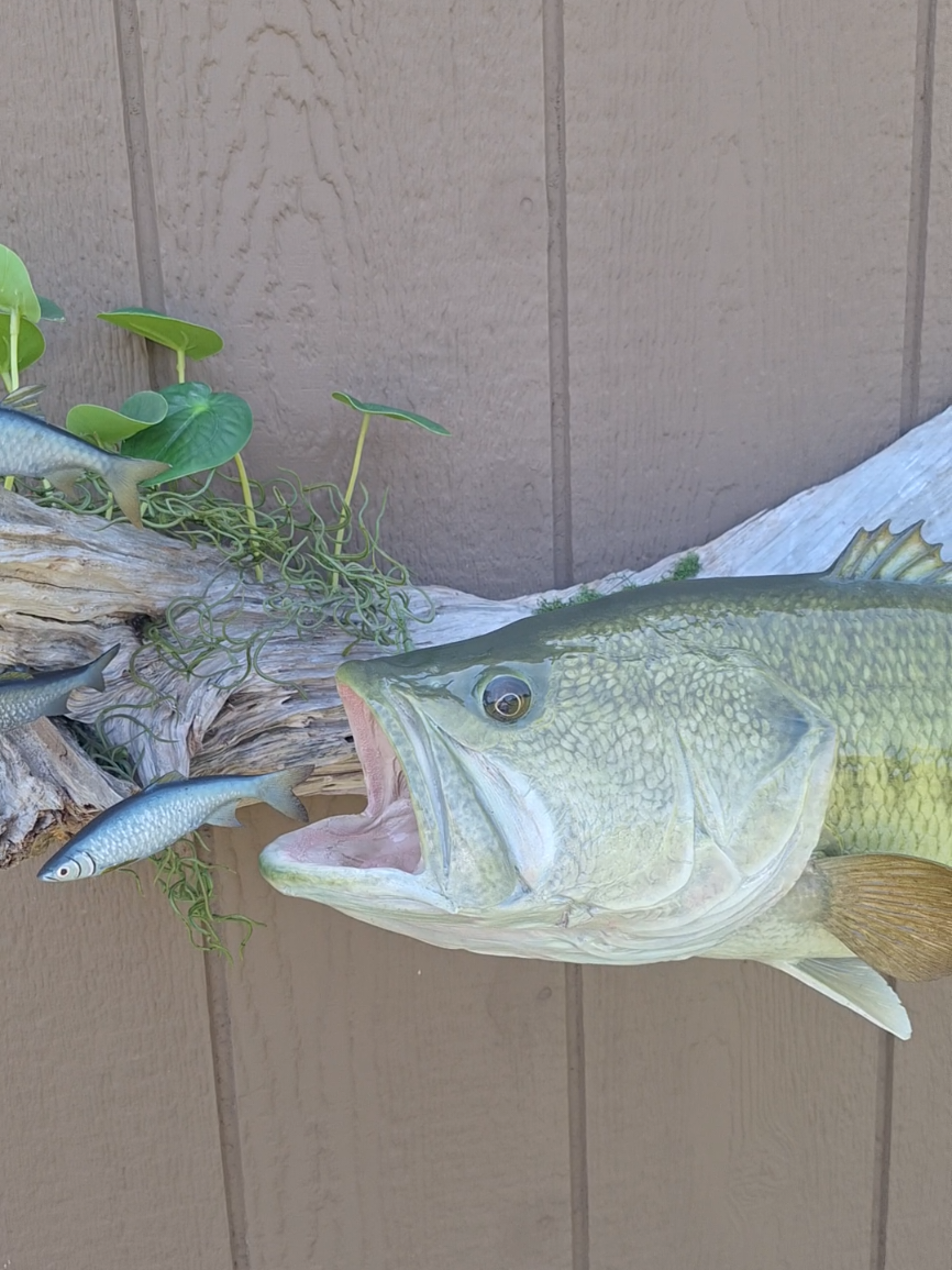 @SouthernScalesFishTaxi