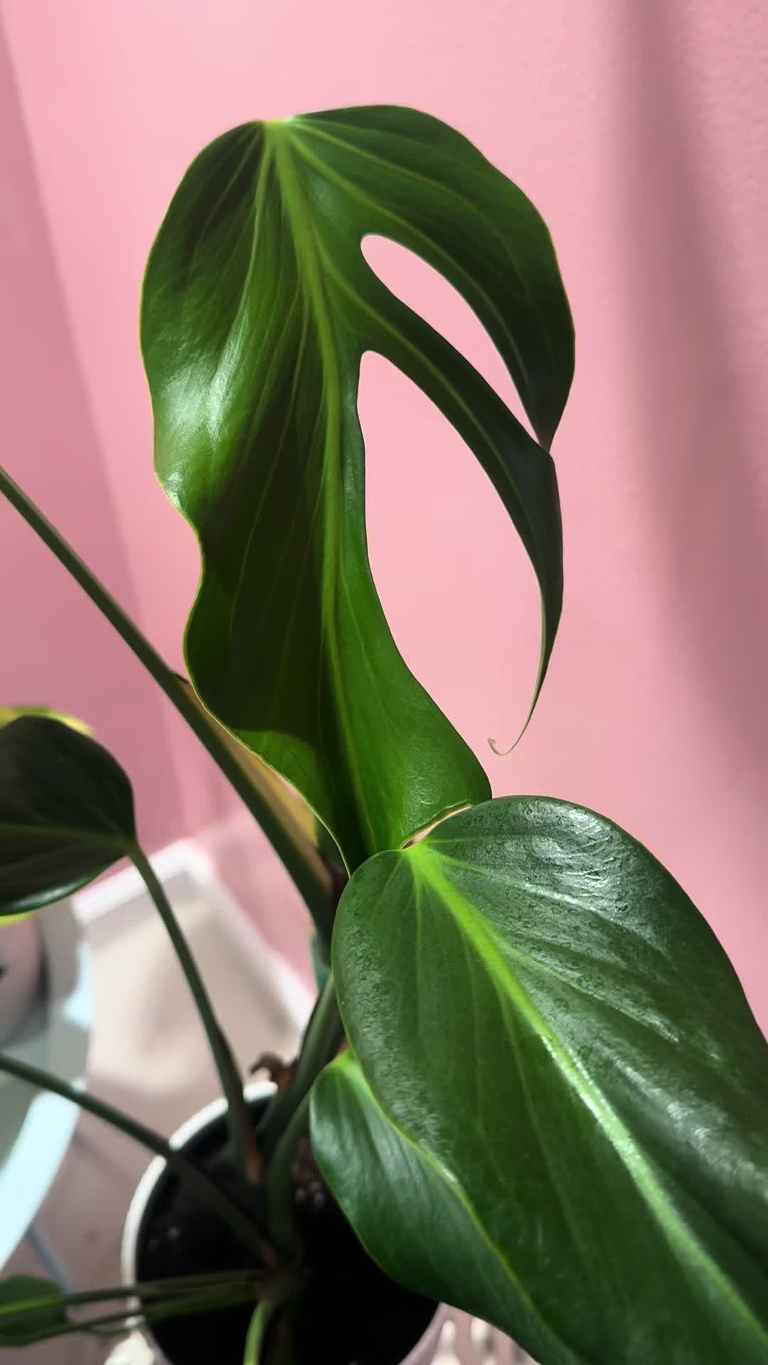 @midwestplantgal