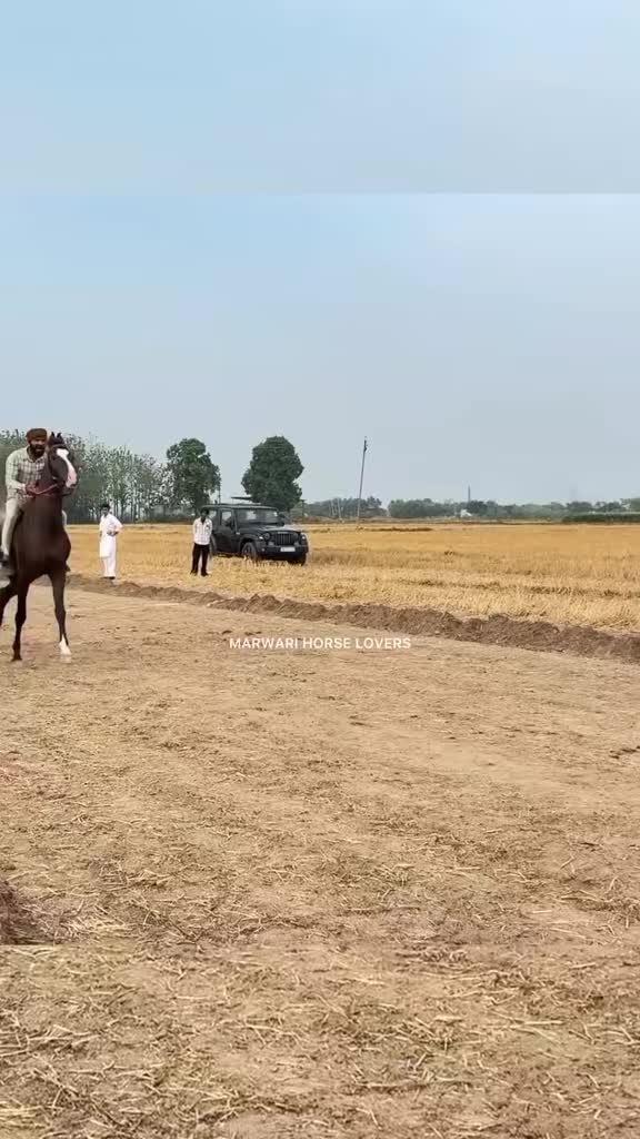 @🏇 MARWARI HORSE RACING 🏇