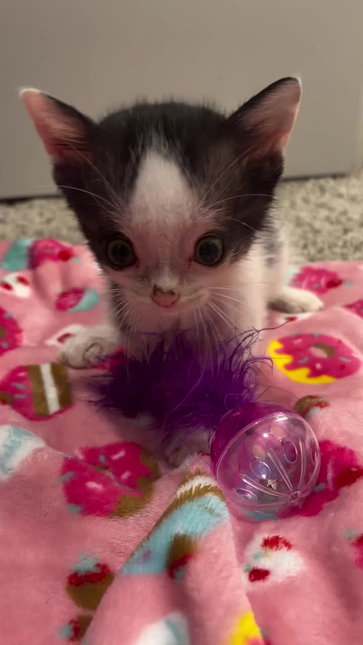 @catnipcrazee