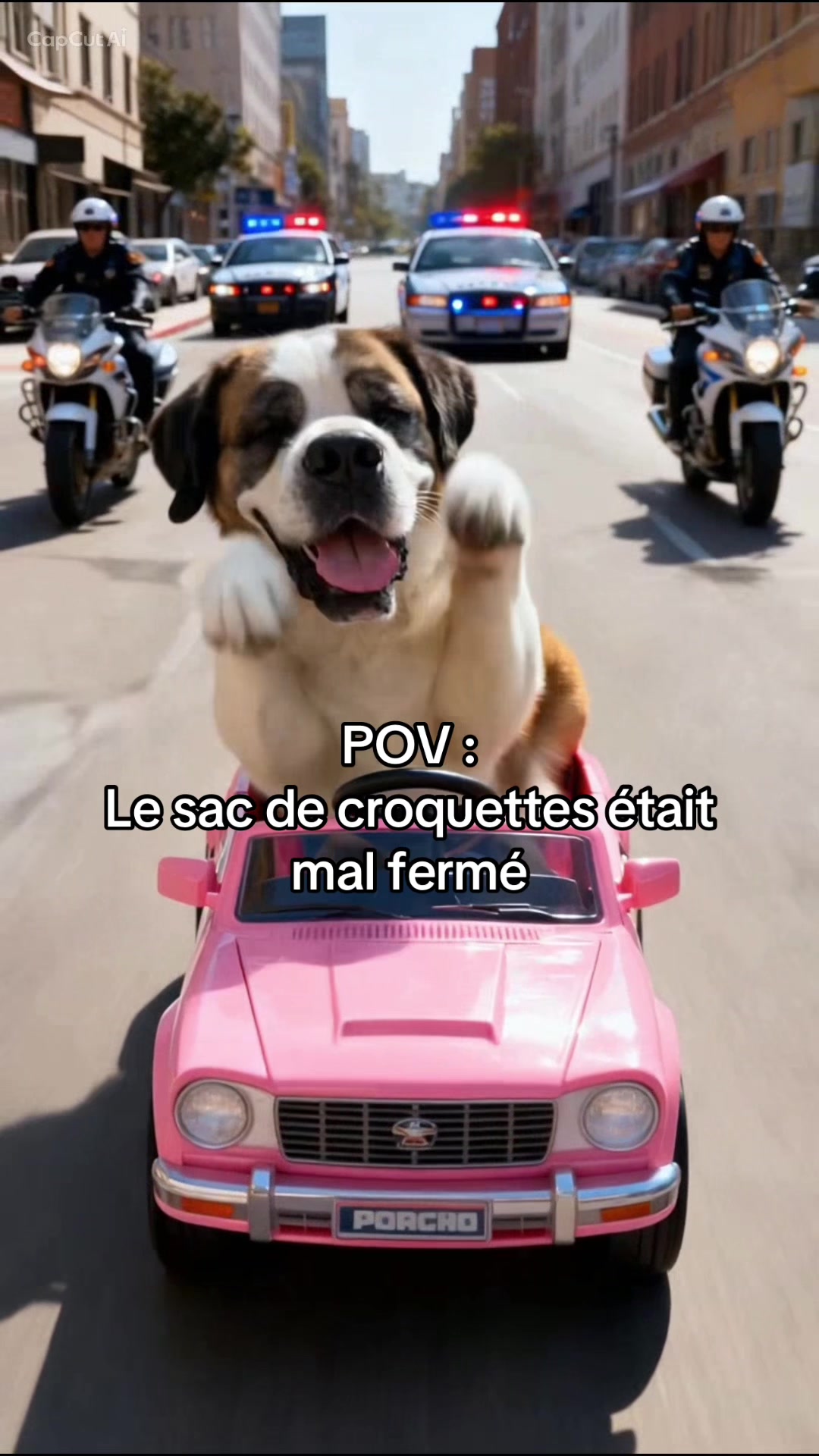 @Xena le St Bernard