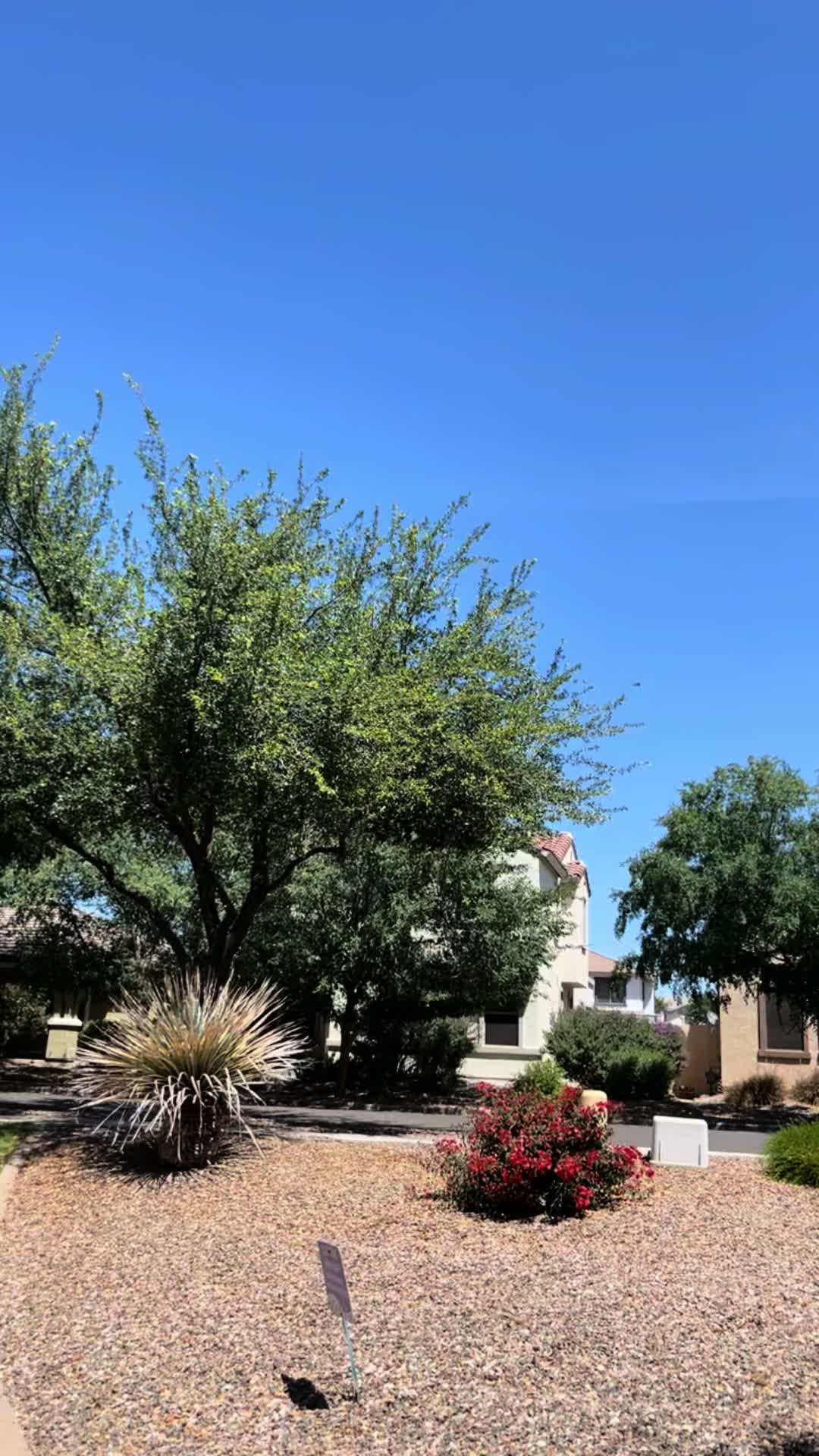 @rosarached