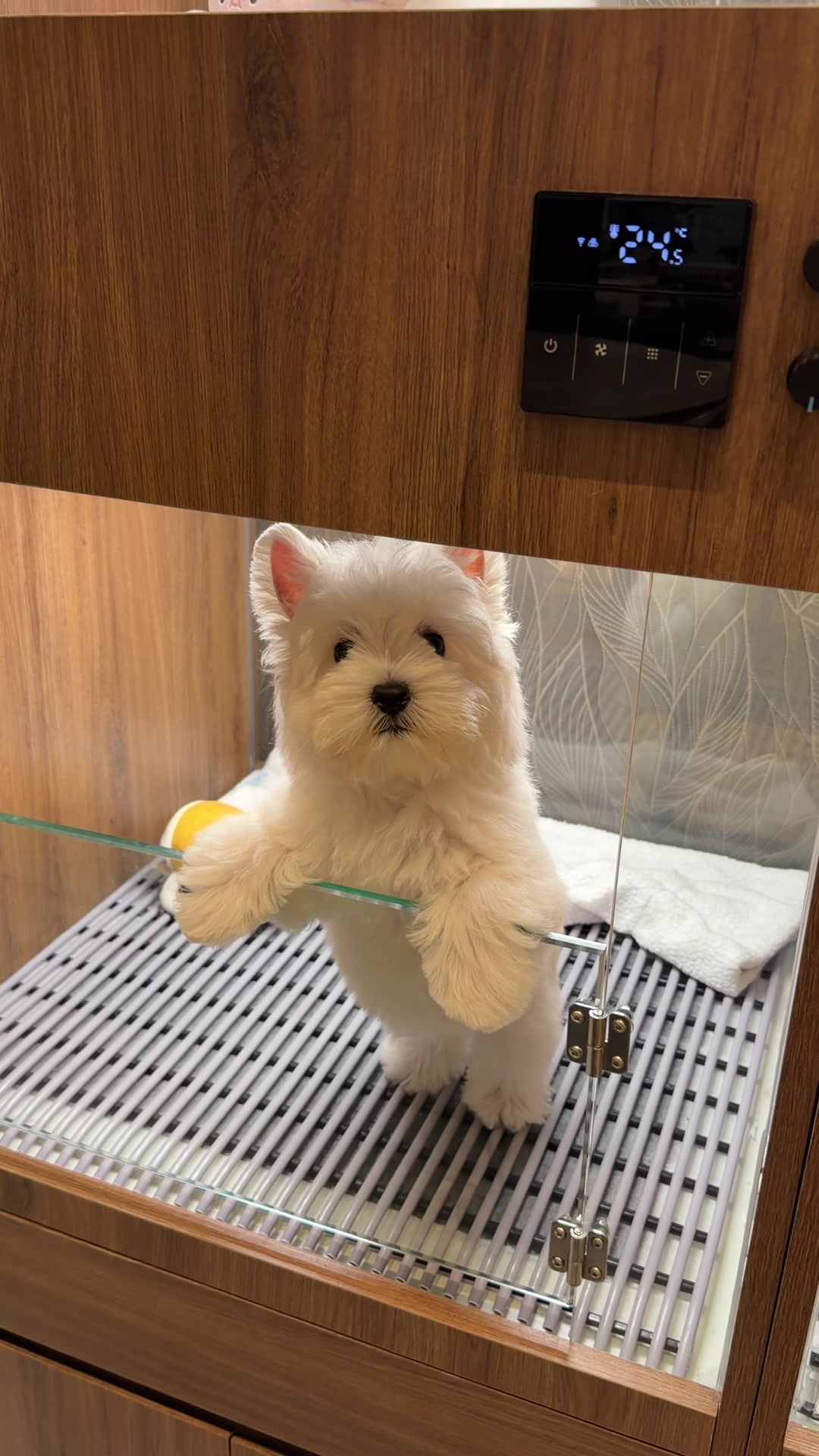 @JC Dog Republic