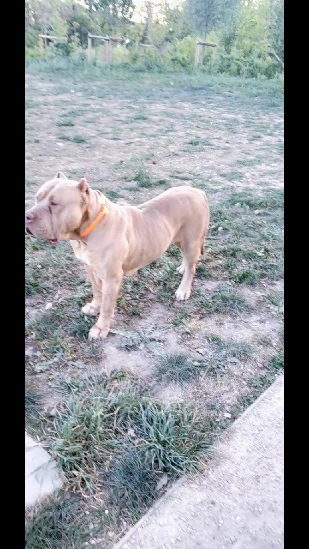 @AKATSUKI BULLY KENNEL 🇭🇹🇫🇷