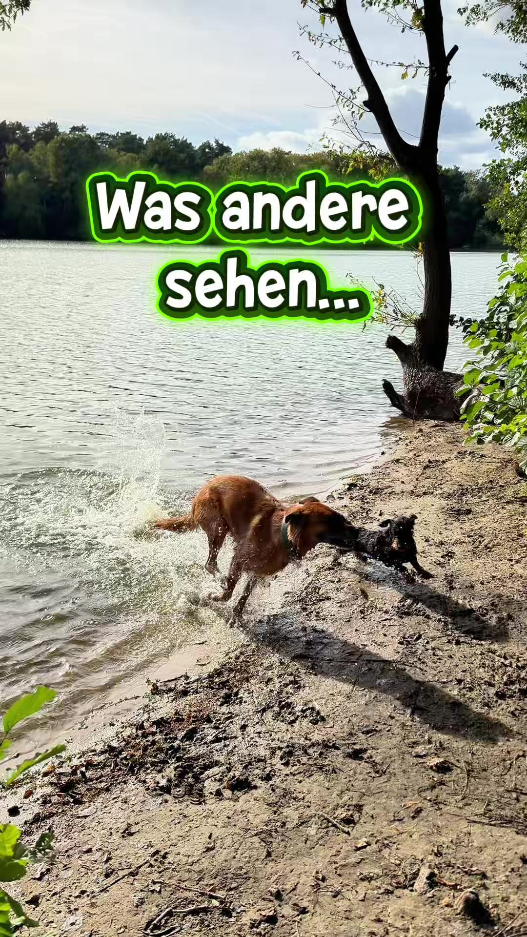 @INSAbenteuerHund