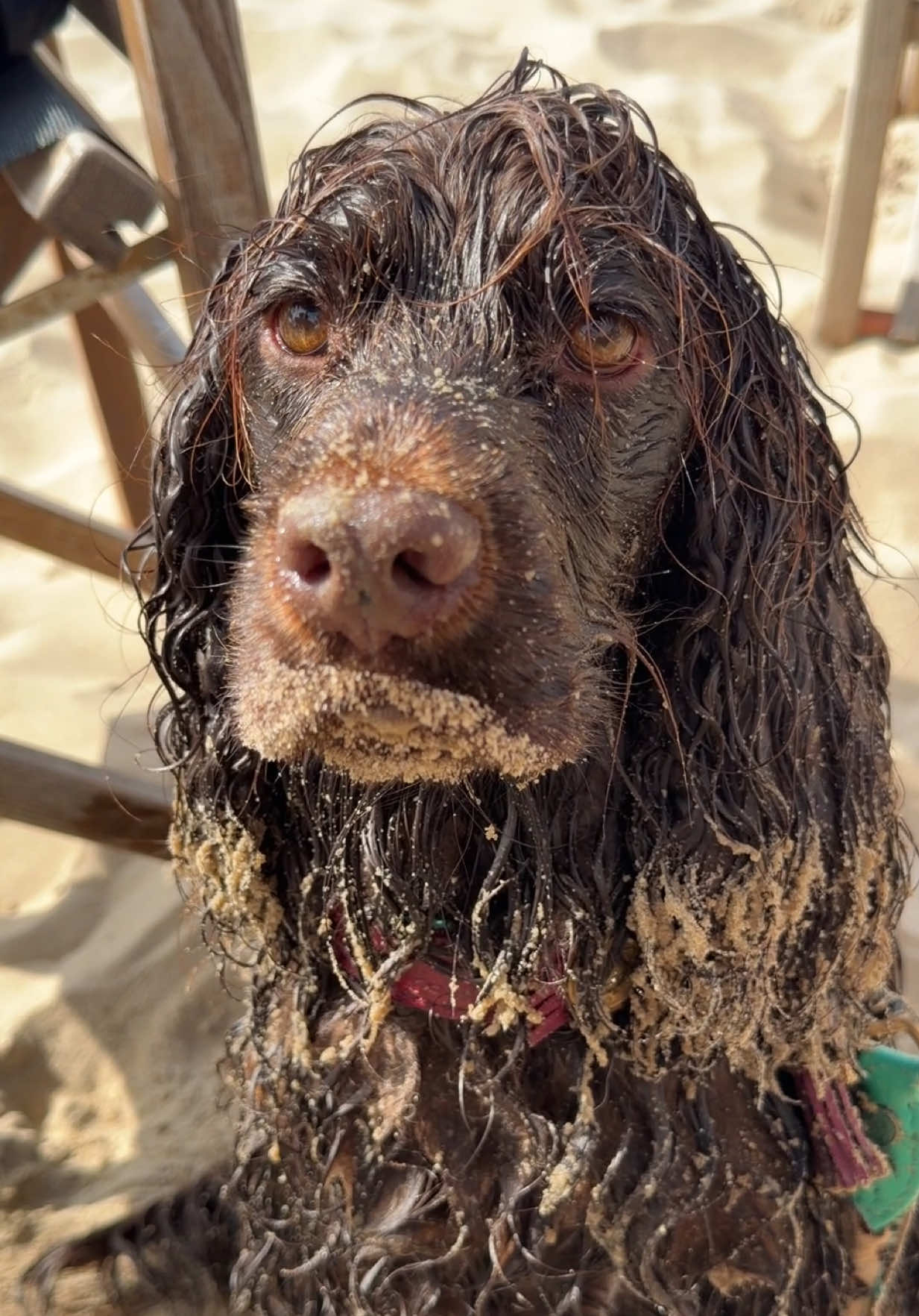 @Yoshi_der_Schokococker
