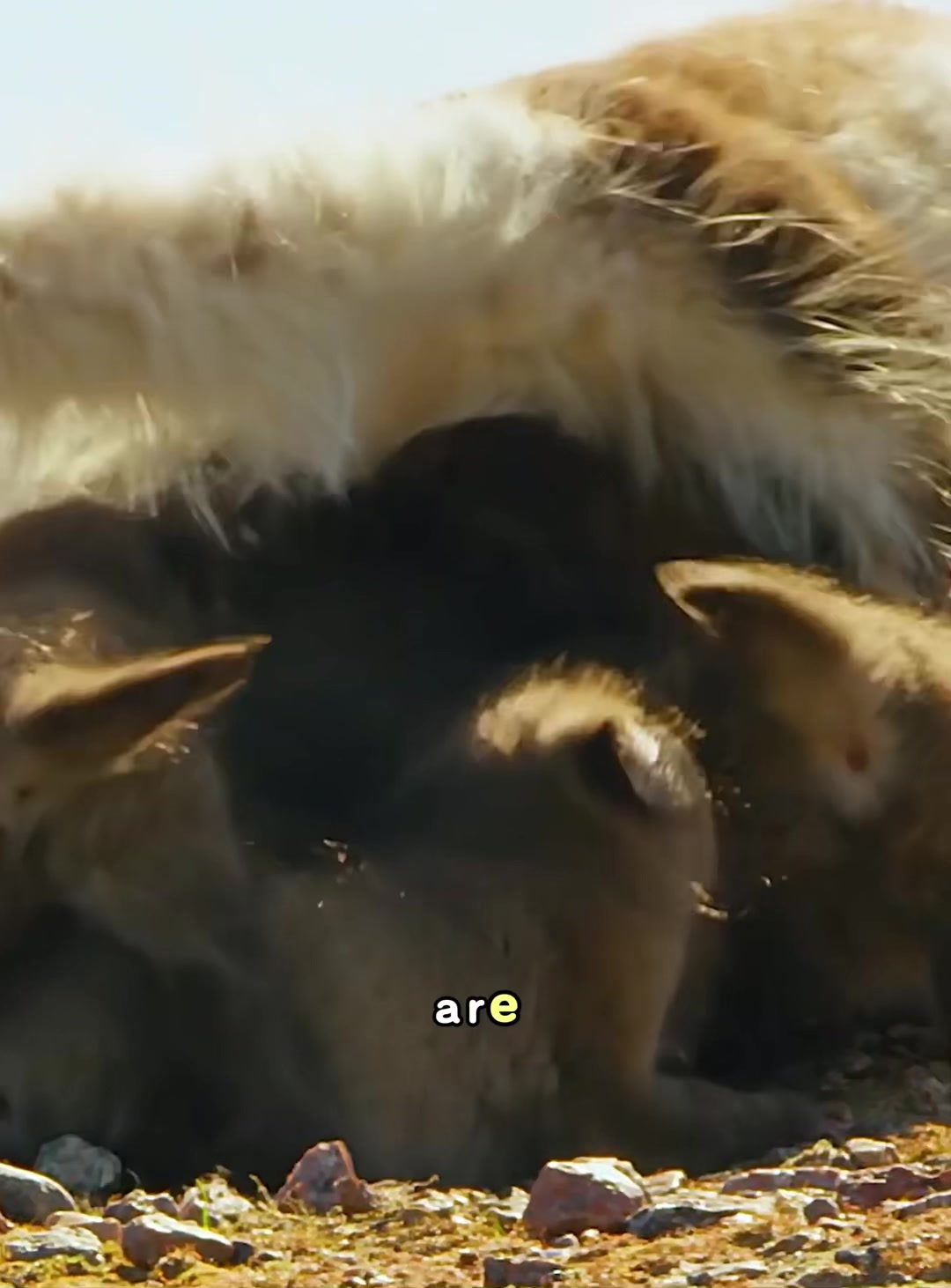 @look animals