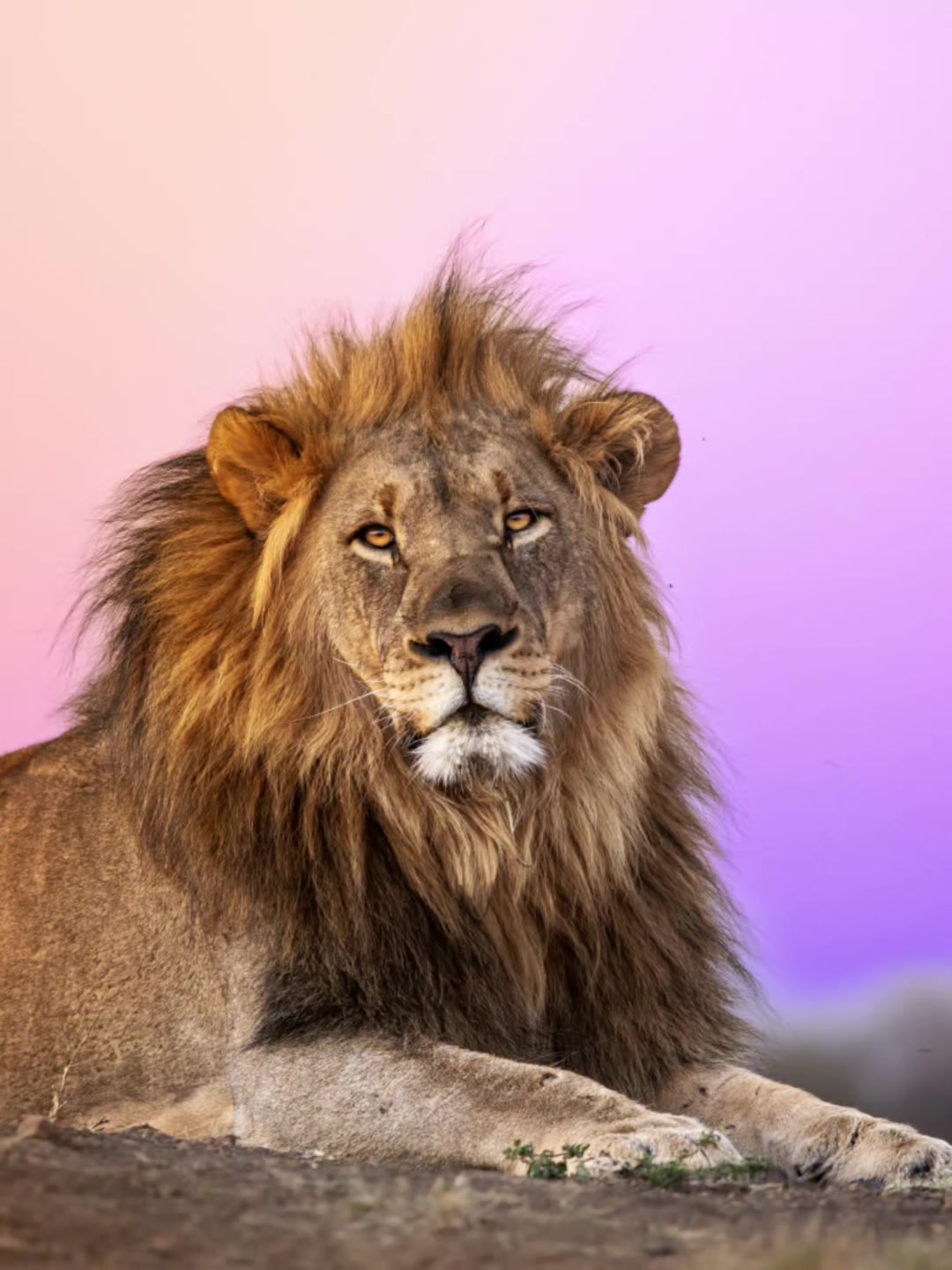 @Guzzicar🦁