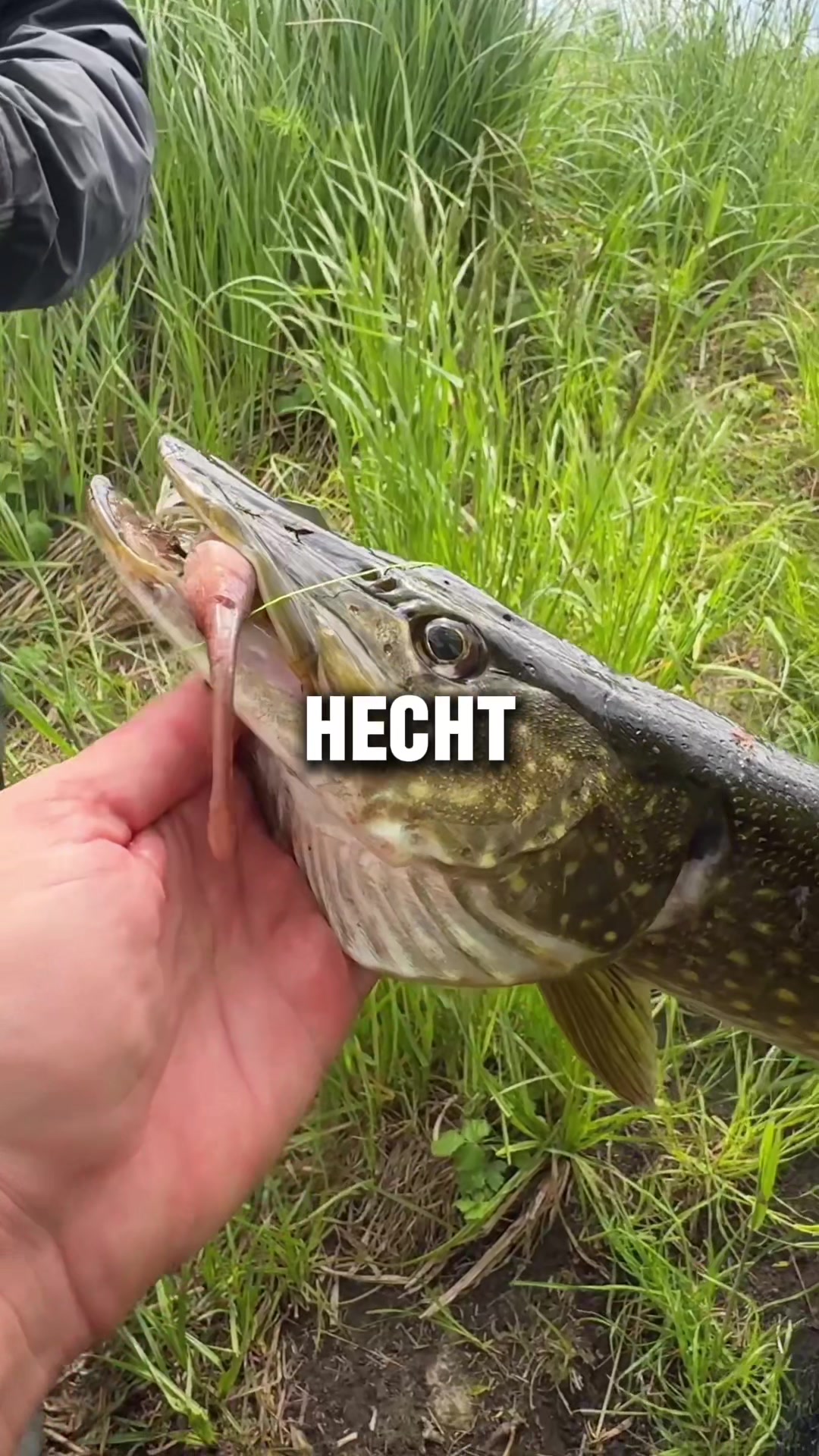 @Fischbulette