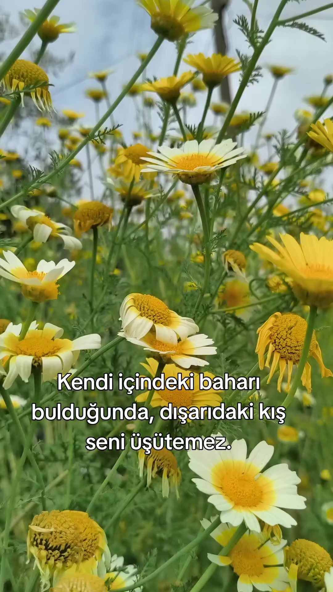 @AYŞE