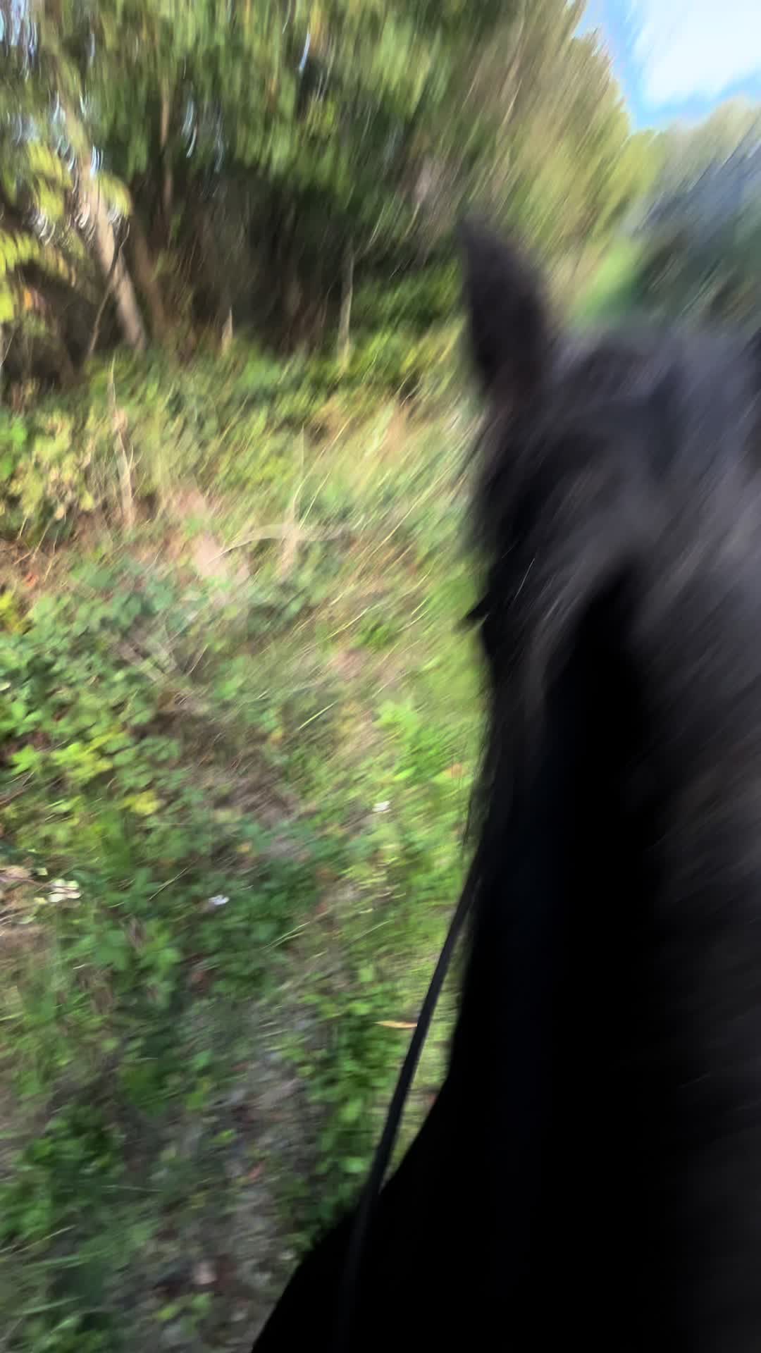 @🖤