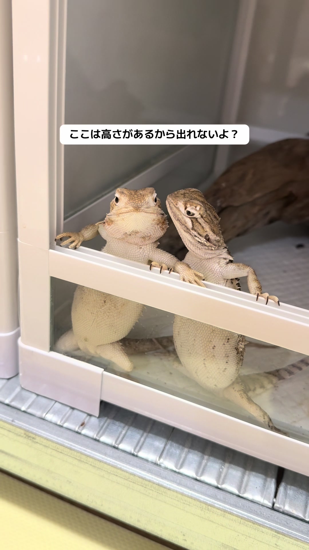 @ãªãªðïžã€ã°ã