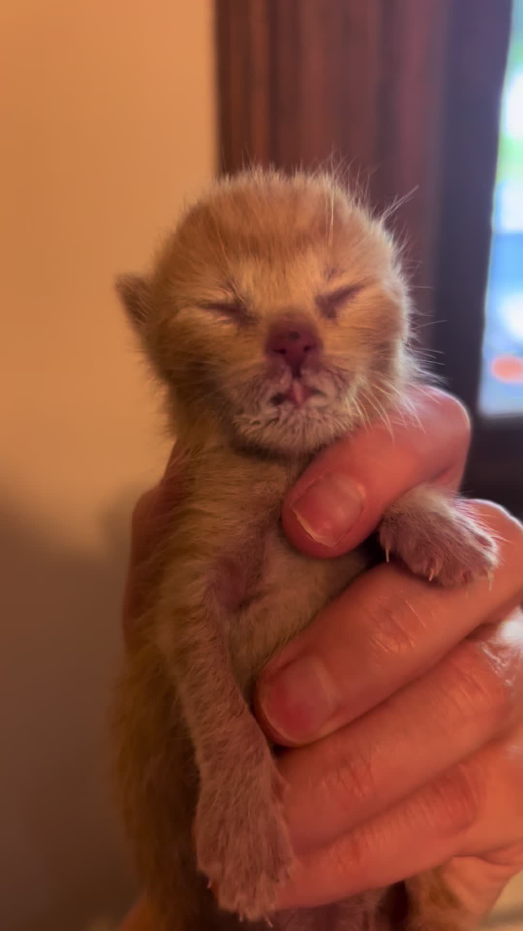 @Kitten.mama