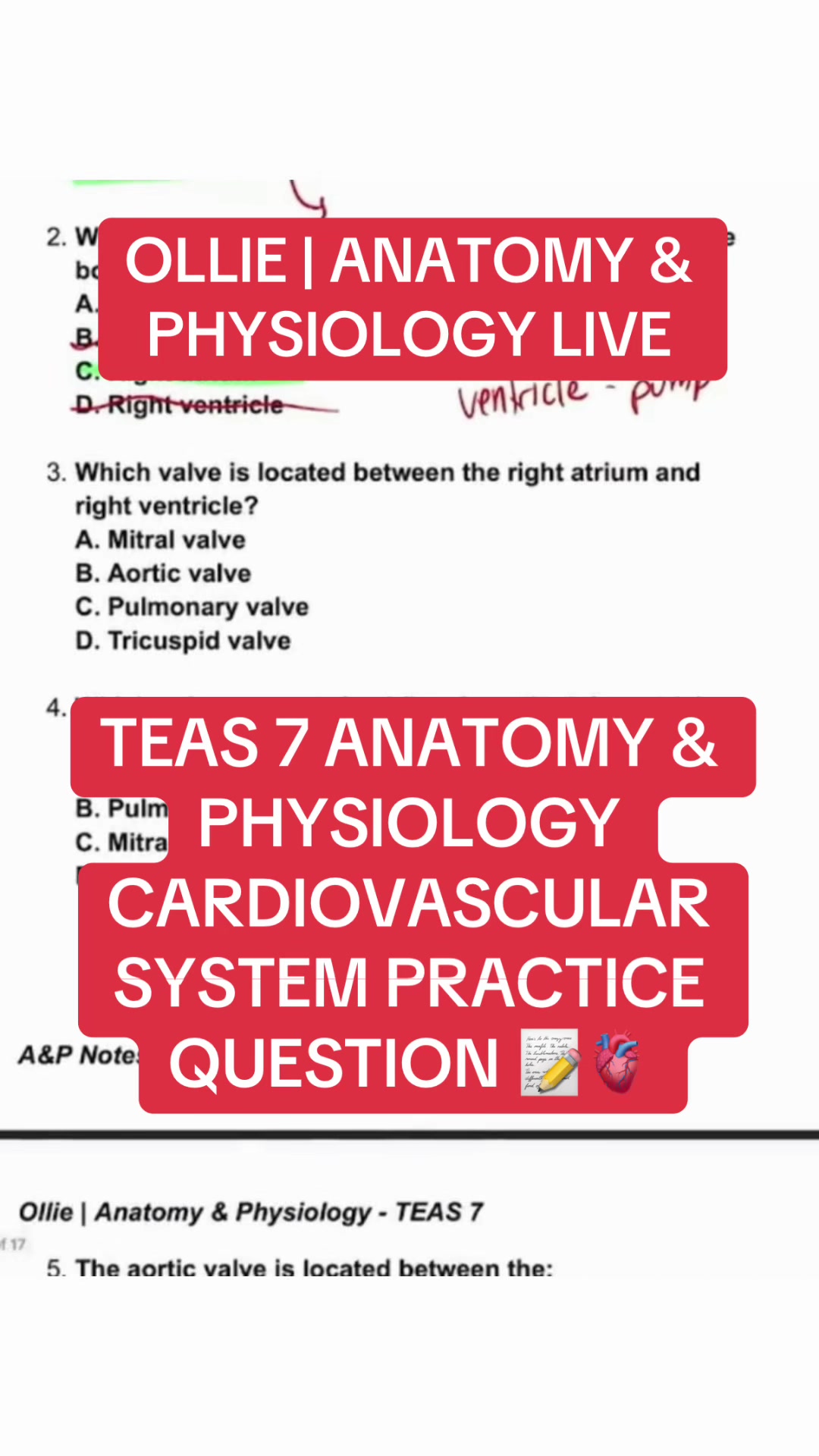 @Ollie | Anatomy & Physiology