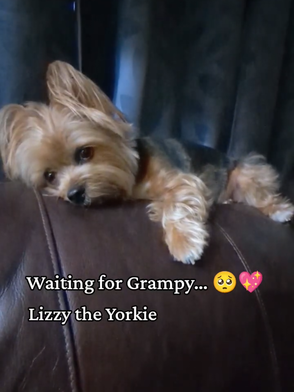 @Lizzytheyorkie