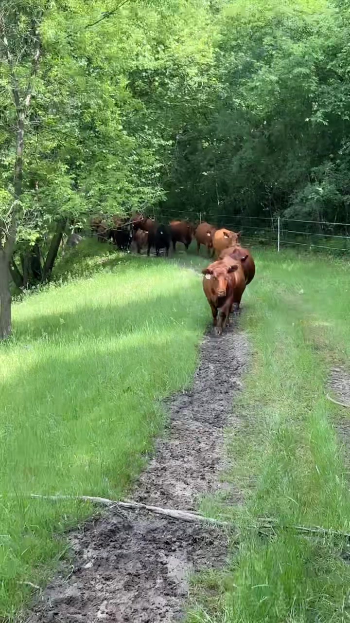 @Circle E Ranch Red Angus MN