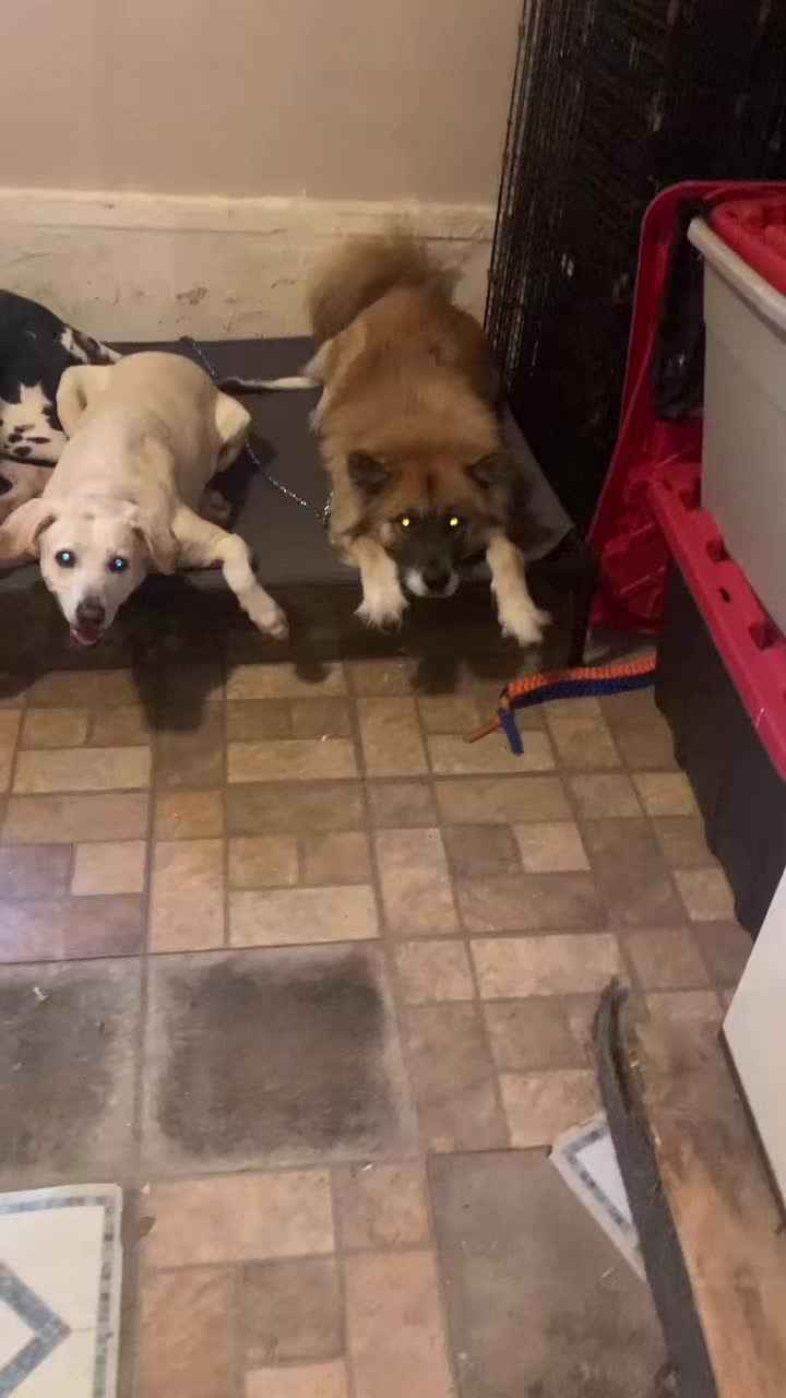 @Service_dog_Lexi