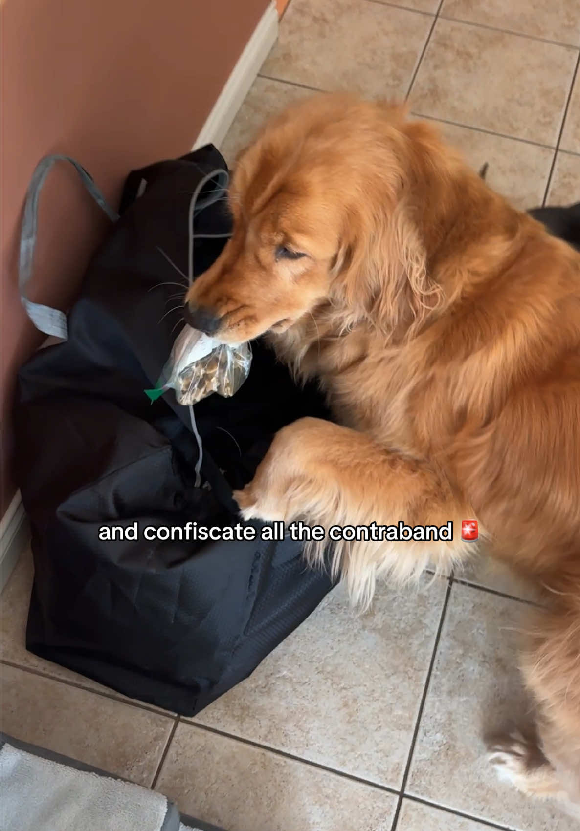@Pacha and Bucket the Goldens