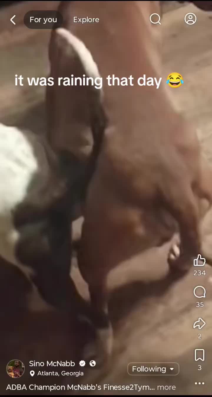 @MR I WORK DOGS