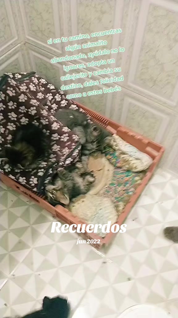 @petuchis