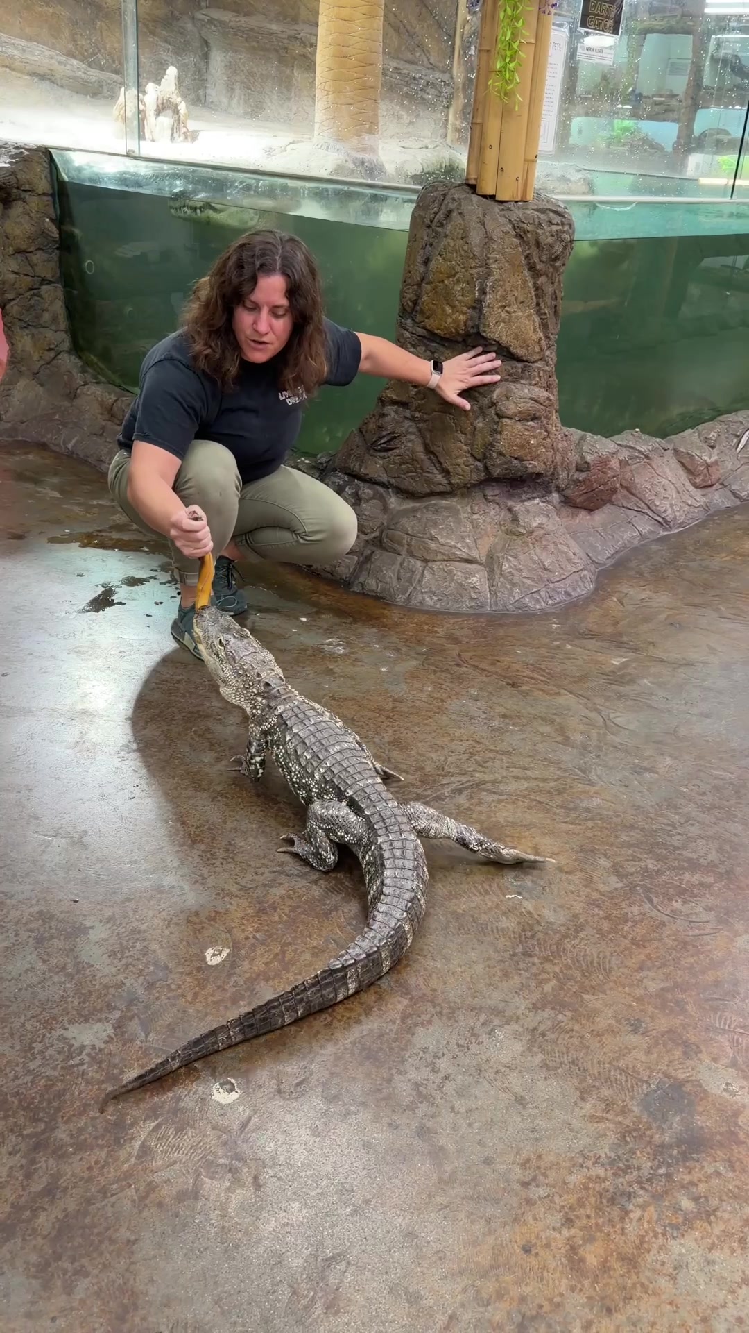 @The Reptile Zoo