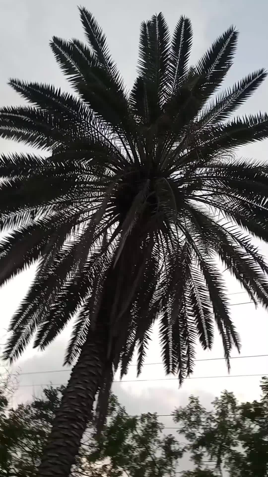 @Haya